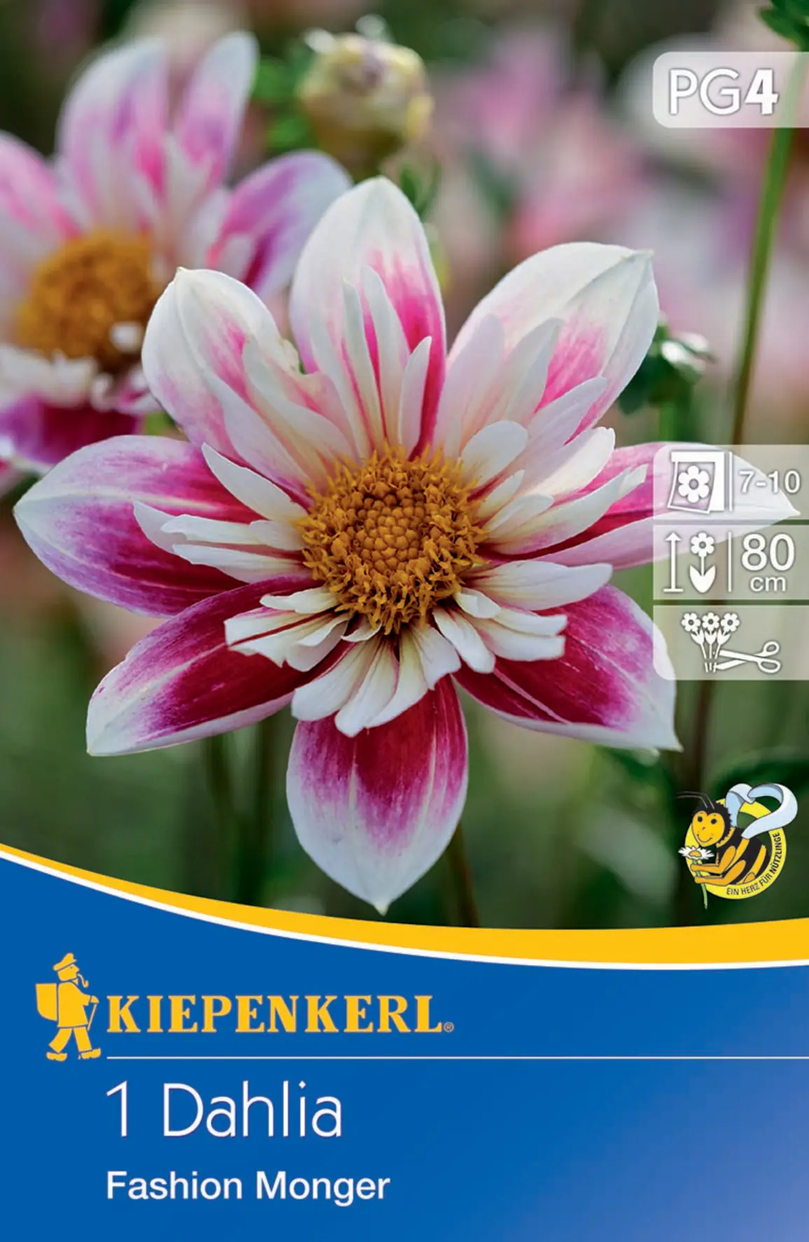 Kiepenkerl Dekorative Dahlie Fashion Monger Kiepenkerl Dekorative Dahlie Fashion Monger