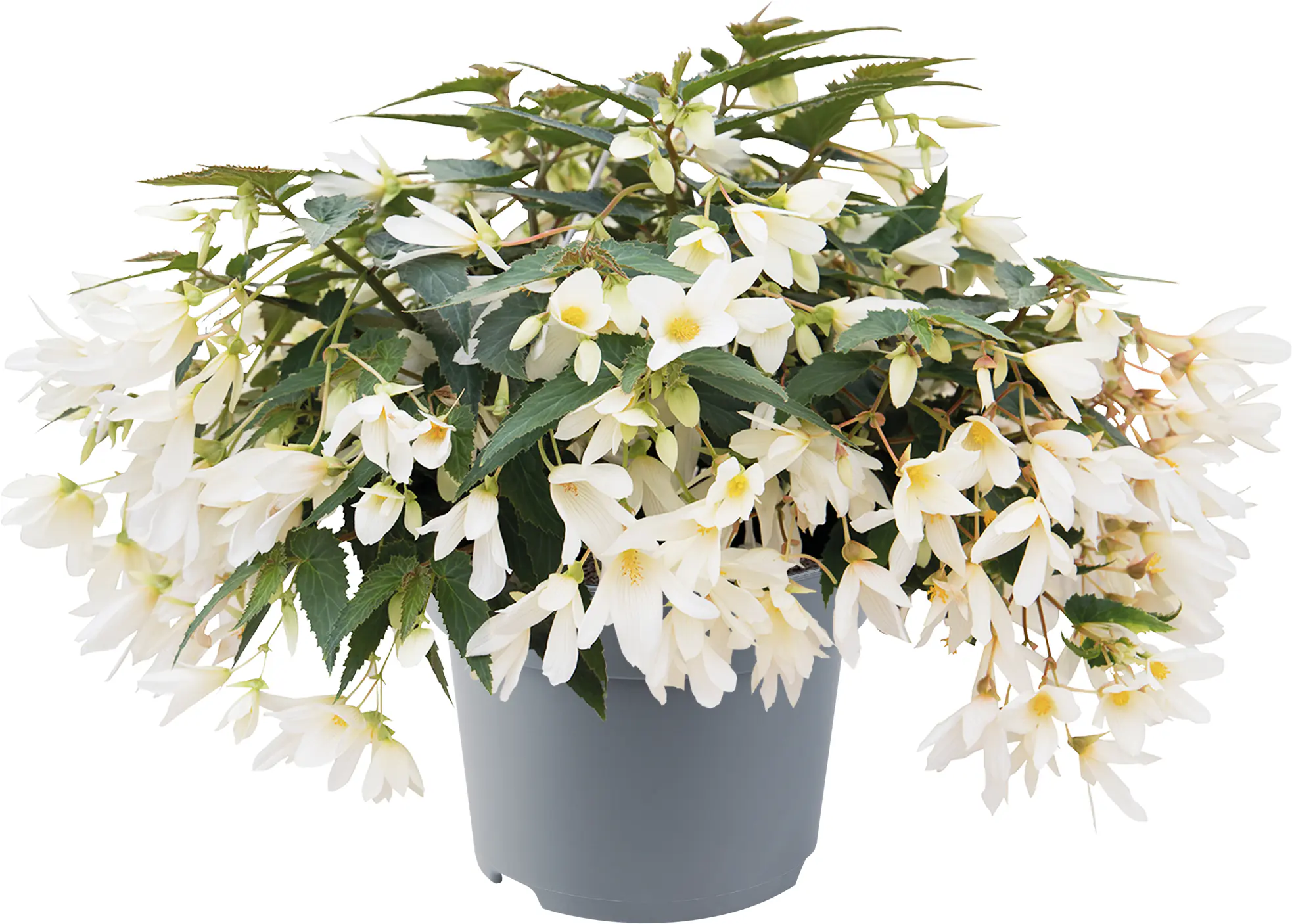 Begonia Groovy 12 cm