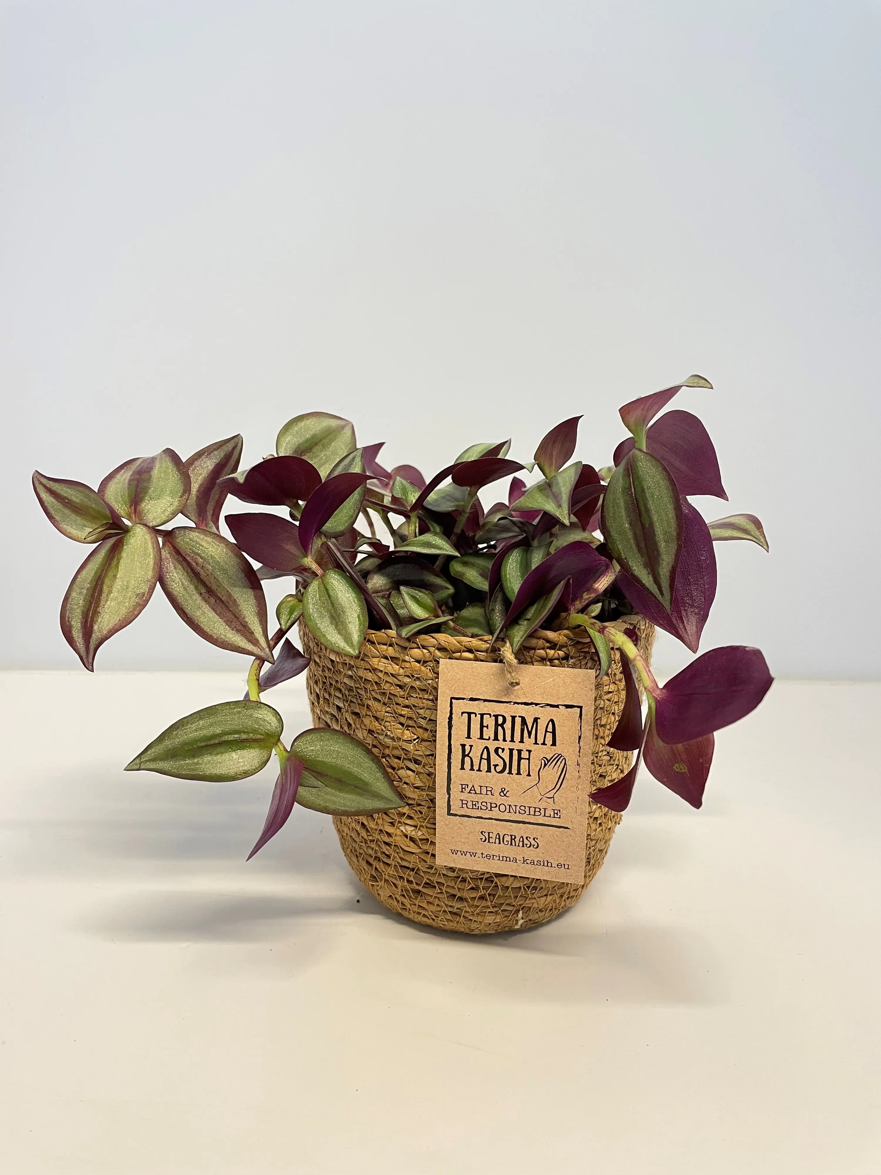 Grünpflanzen Mix 12cm im Meeresgras-Korb