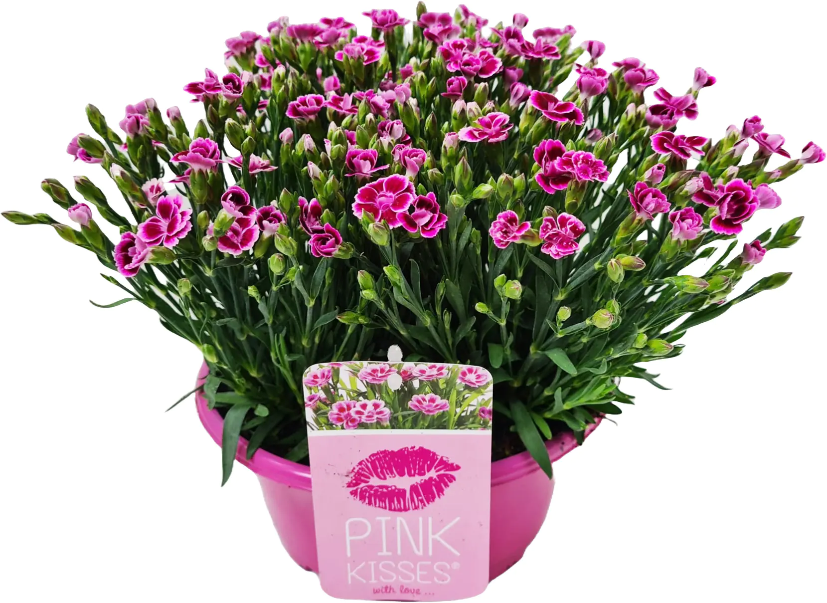 Dianthus Pink Kisses Nelke Schale 23 cm