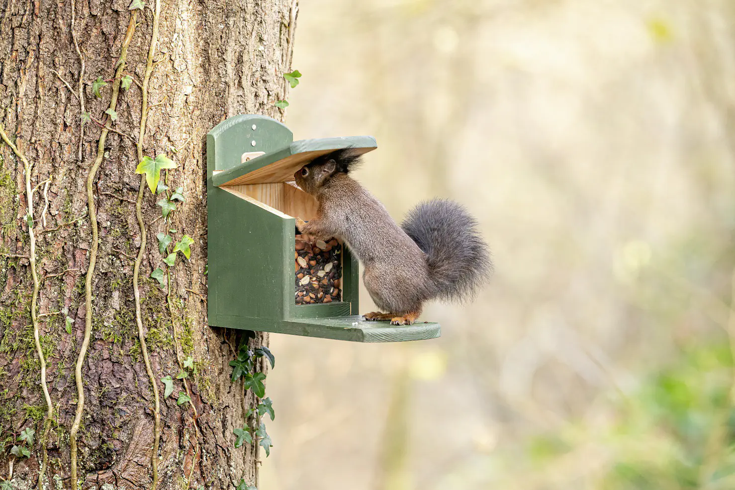 CJ Wildlife Eichhörnchen Futterautomat Tofino grün LxBxH: ca. 30x13x22,5 cm CJ Wildlife Eichhörnchen Futterautomat Tofino grün LxBxH: ca. 30x13x22,5 cm