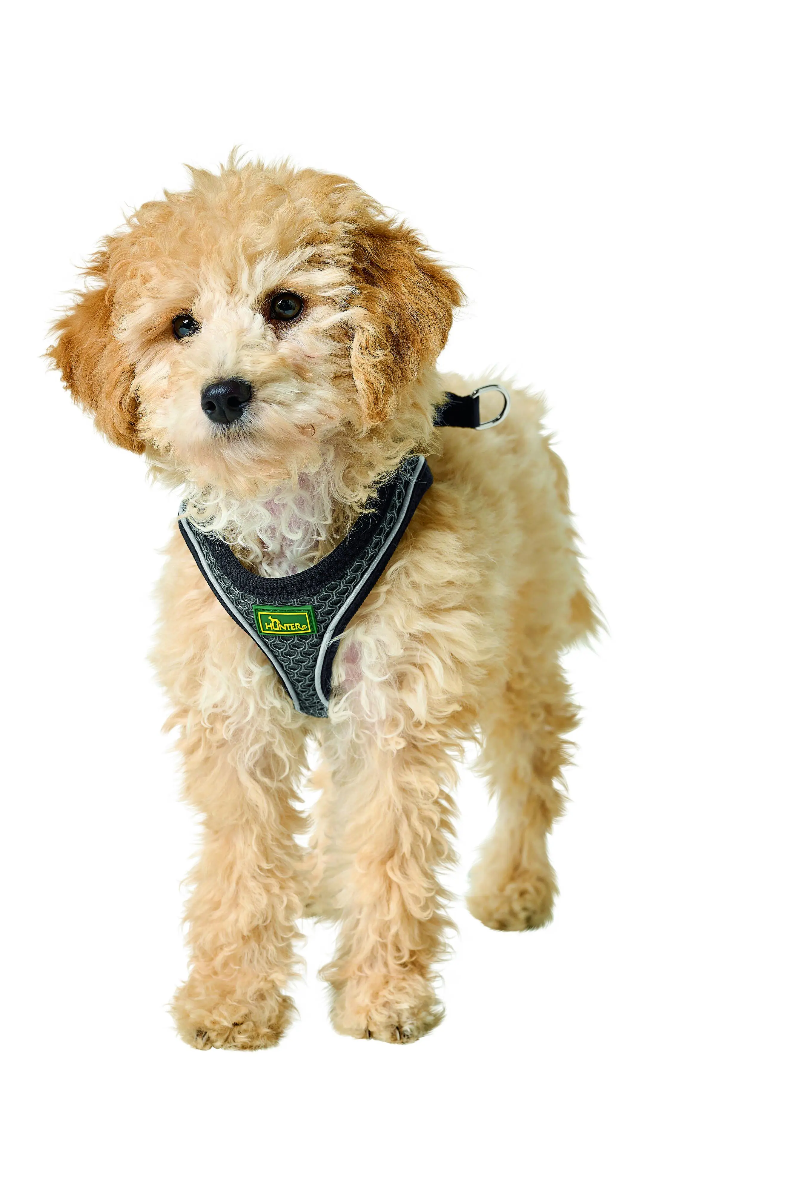 Hunter Hundegeschirr Hilo Comfort XS-S anthrazit