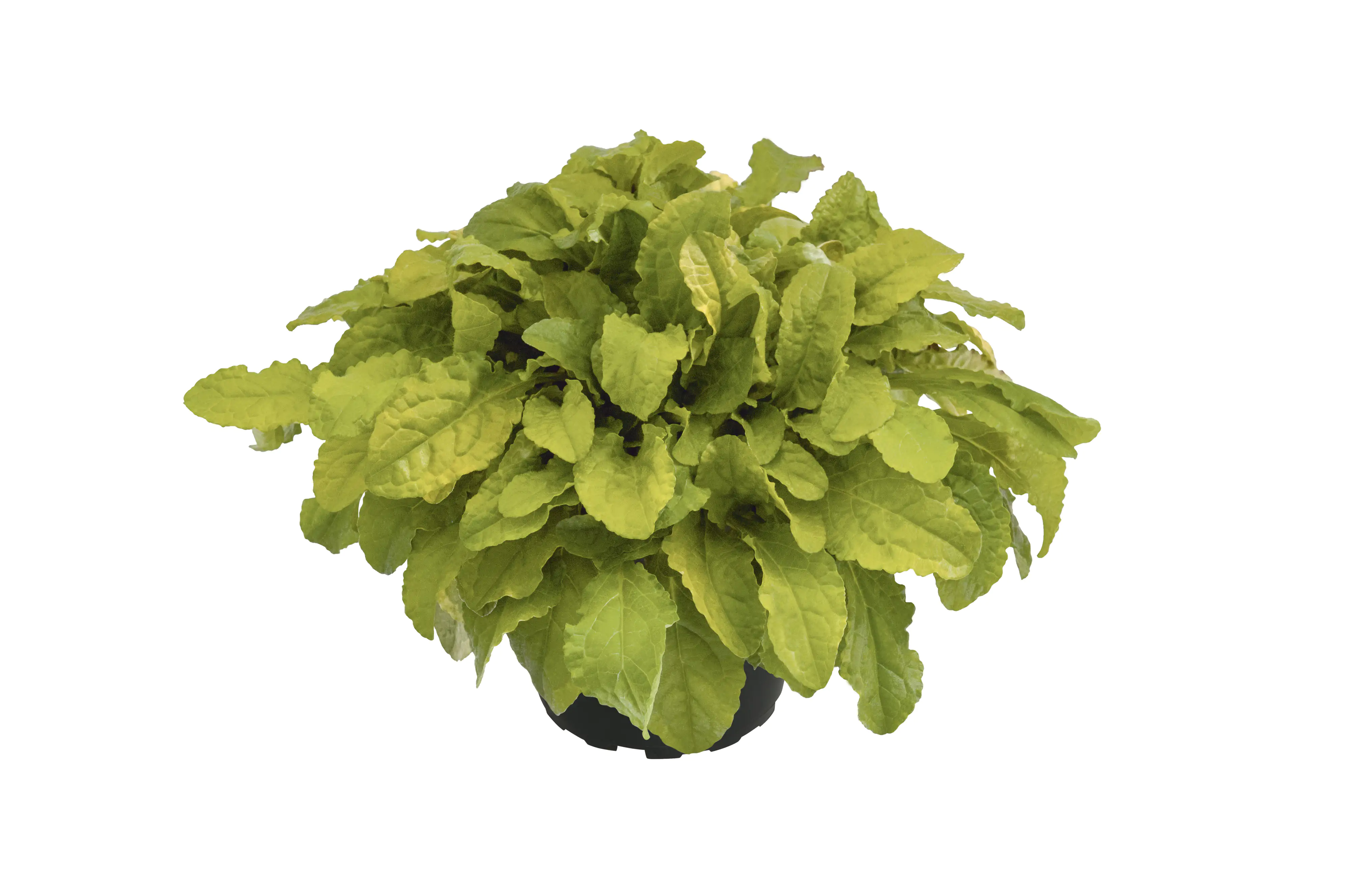 Kriechende Günsel Ajuga reptans 17 cm Topf