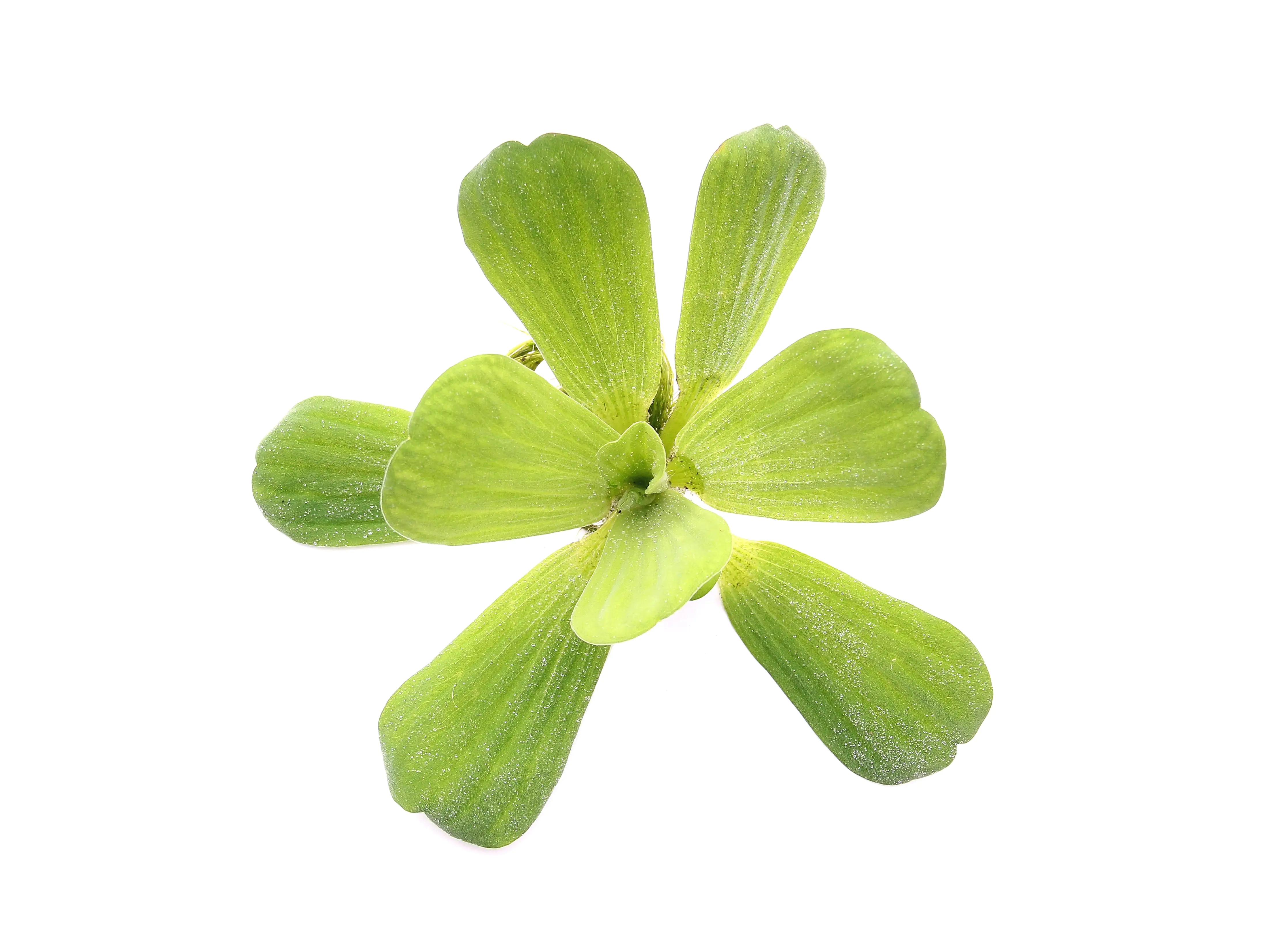 4001615003574 Dennerle Aquarienpflanze Pistia Stratiotes