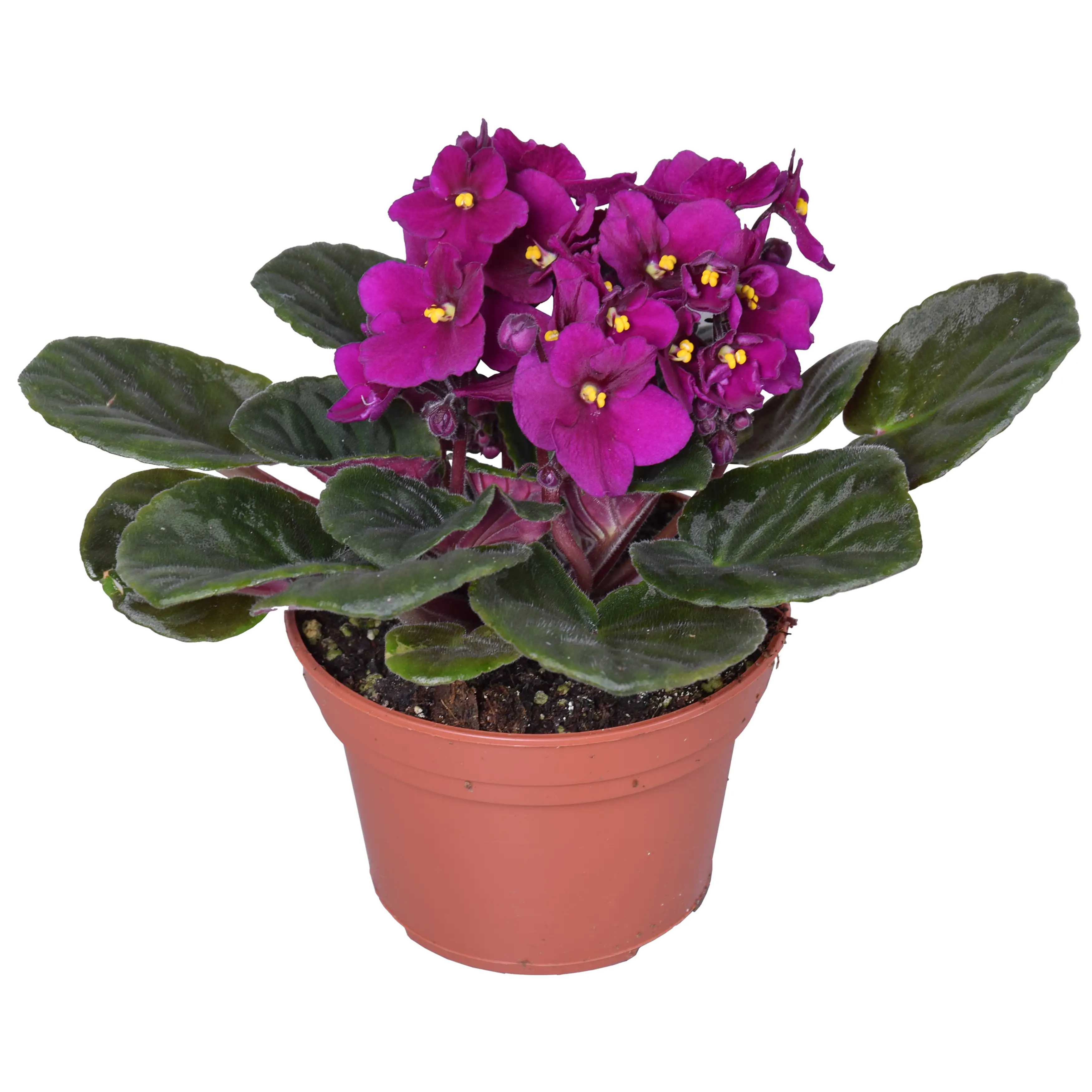 Usambaraveilchen Saintpaulia 12 cm Topf Usambaraveilchen Saintpaulia 12 cm Topf