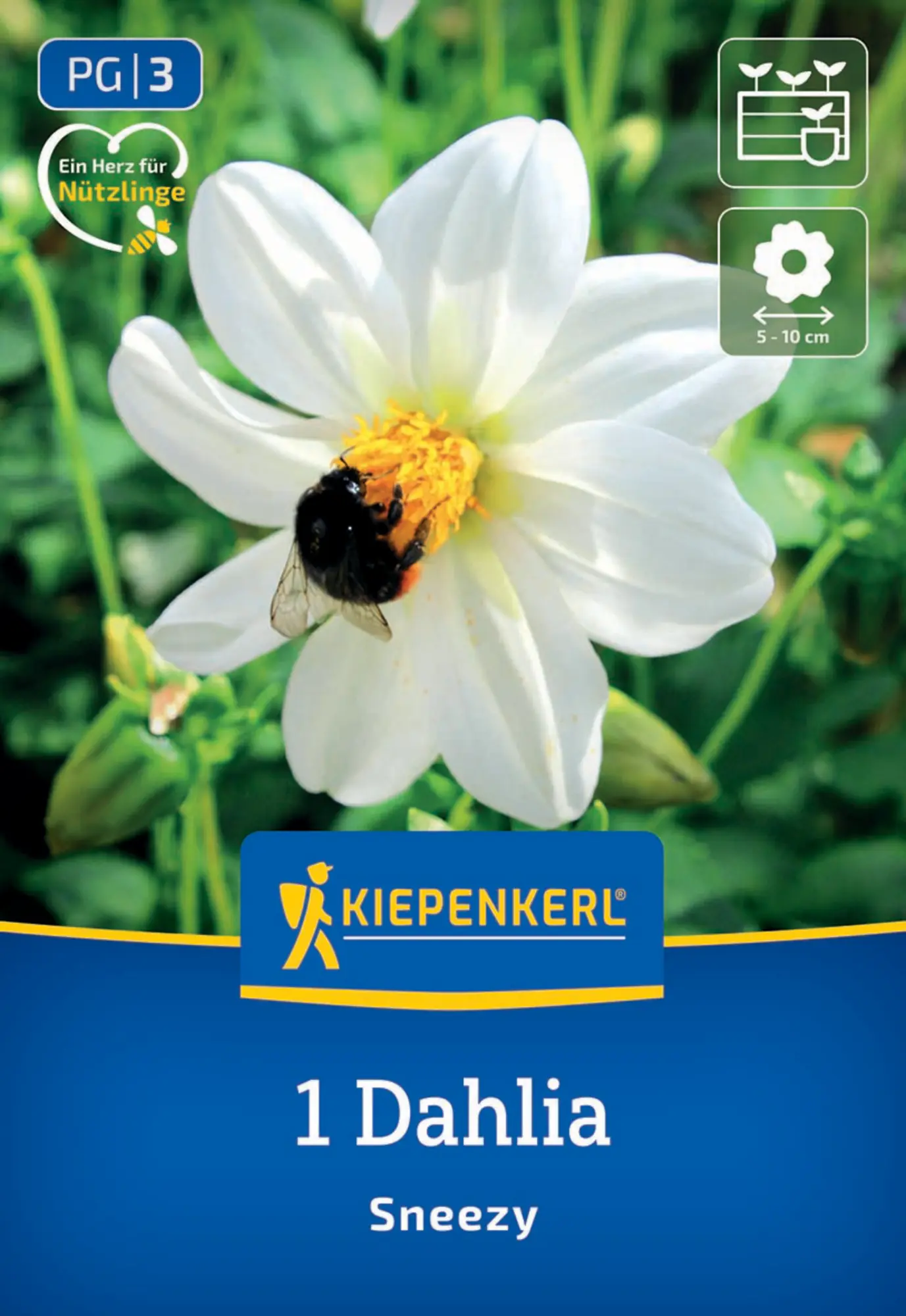 Kiepenkerl Frühjahrsblumenzwiebel Einfachblühende Dahlie Sneezy 1 Stück
