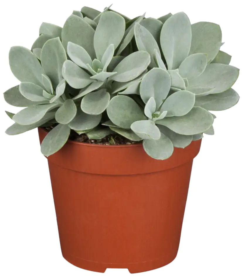 Kreuzkraut Senecio cephalophorus  H ca. 15 cm 10,5 cm Topf