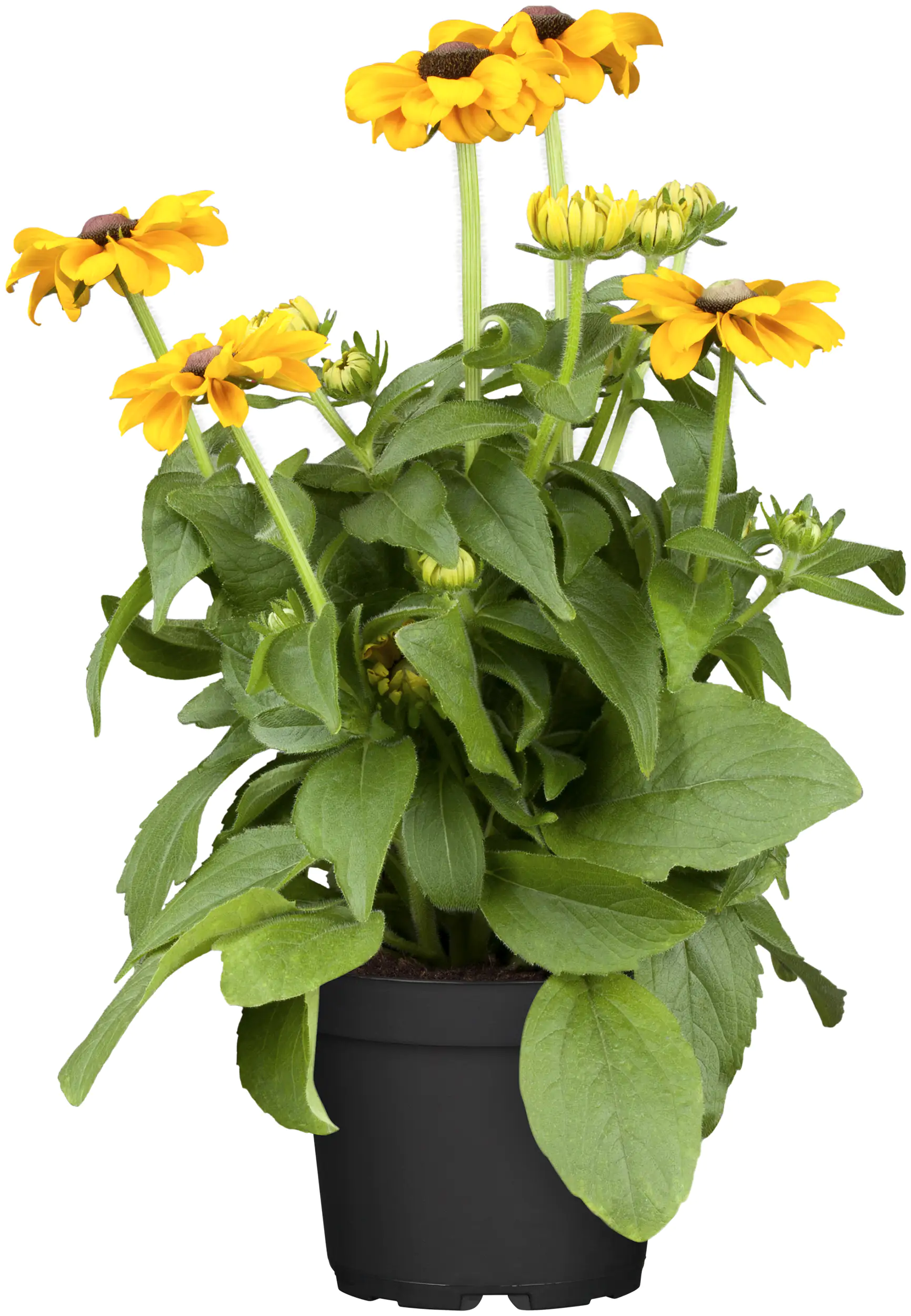 4016522026752 Sonnenhut Rudbeckia 23 cm Topf