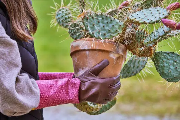 Gebol Handschuh Damascena   Gebol Handschuh Damascena