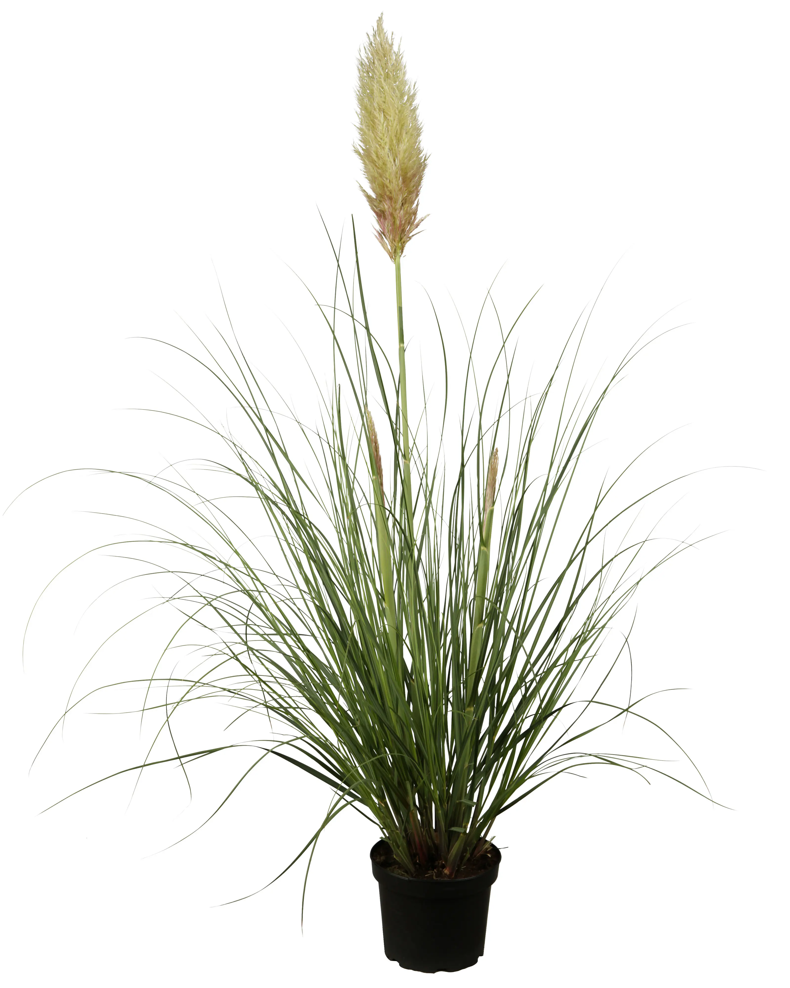 Cortaderia Pampasgras in Sorten H 90 - 120 cm, 23 cm Topf