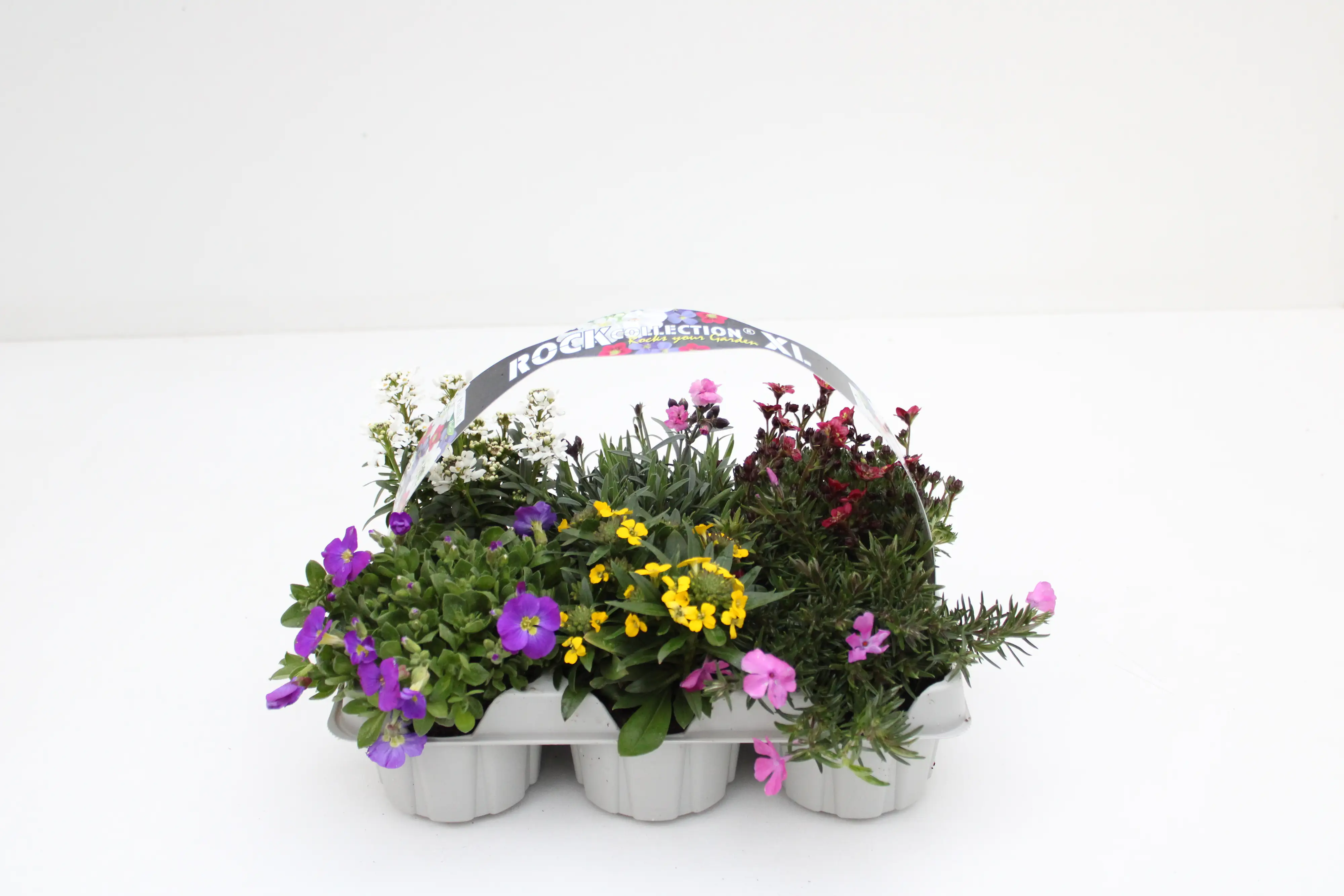 RockCollection Sixpack RockSet 6er Pack