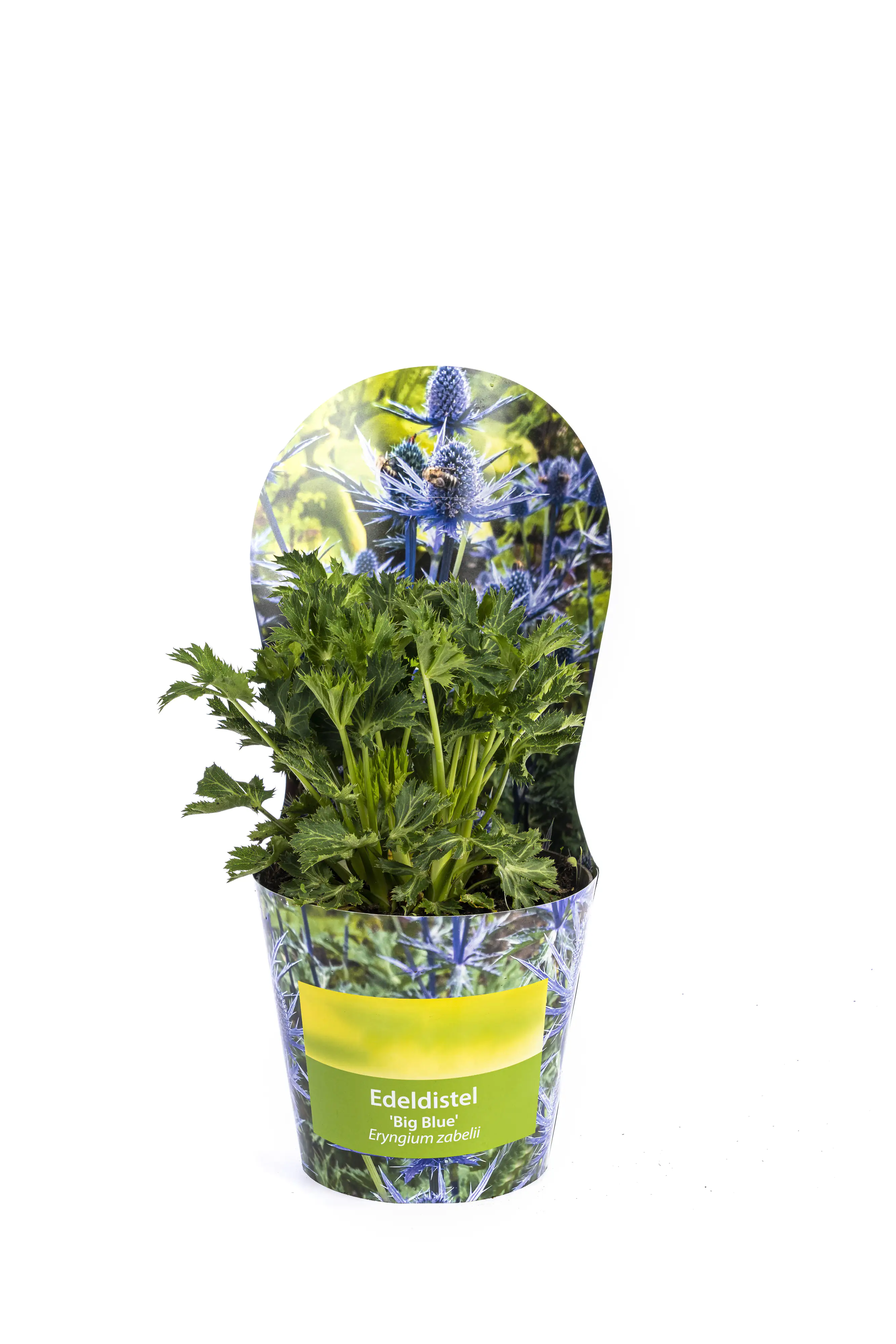 Edeldistel Eryngium zabelii H 40 - 60 cm 19 cm Topf