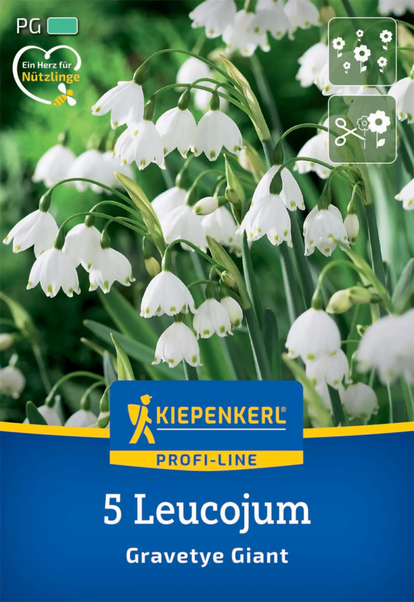 Kiepenkerl Herbstblumenzwiebel Profi-Line Sommerknotenblume Gravetye Giant 5 Stück