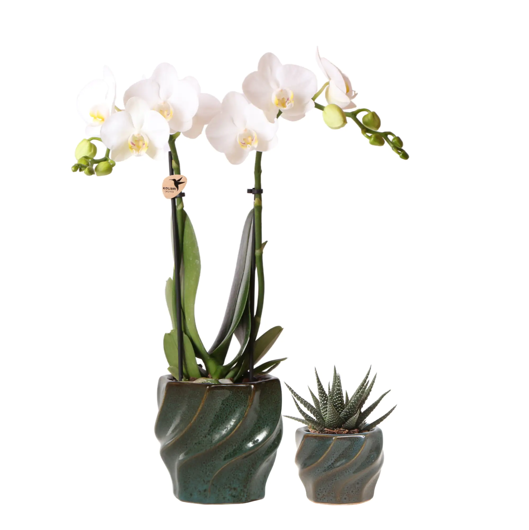 Pflanzenarrangement Orchidee und Sukkulent in Twisted Green Keramik
