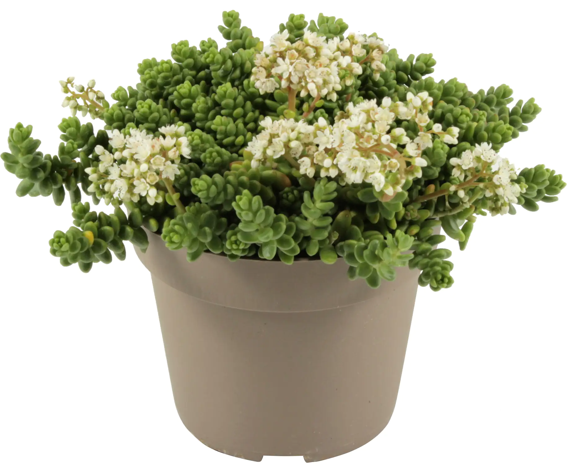 Fetthenne Sedum spurium 12 cm Topf
