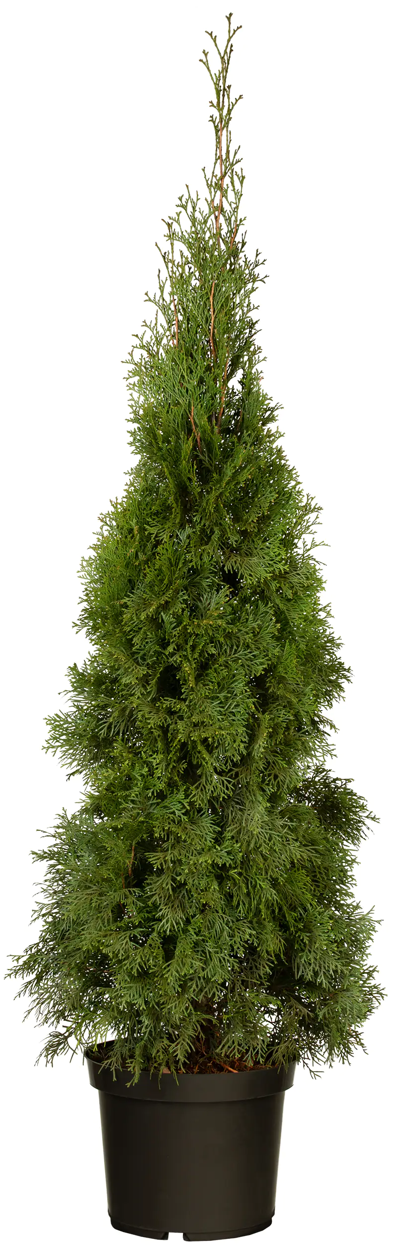 Heckenthuja Smaragd H 100-120 cm 26 cm Topf