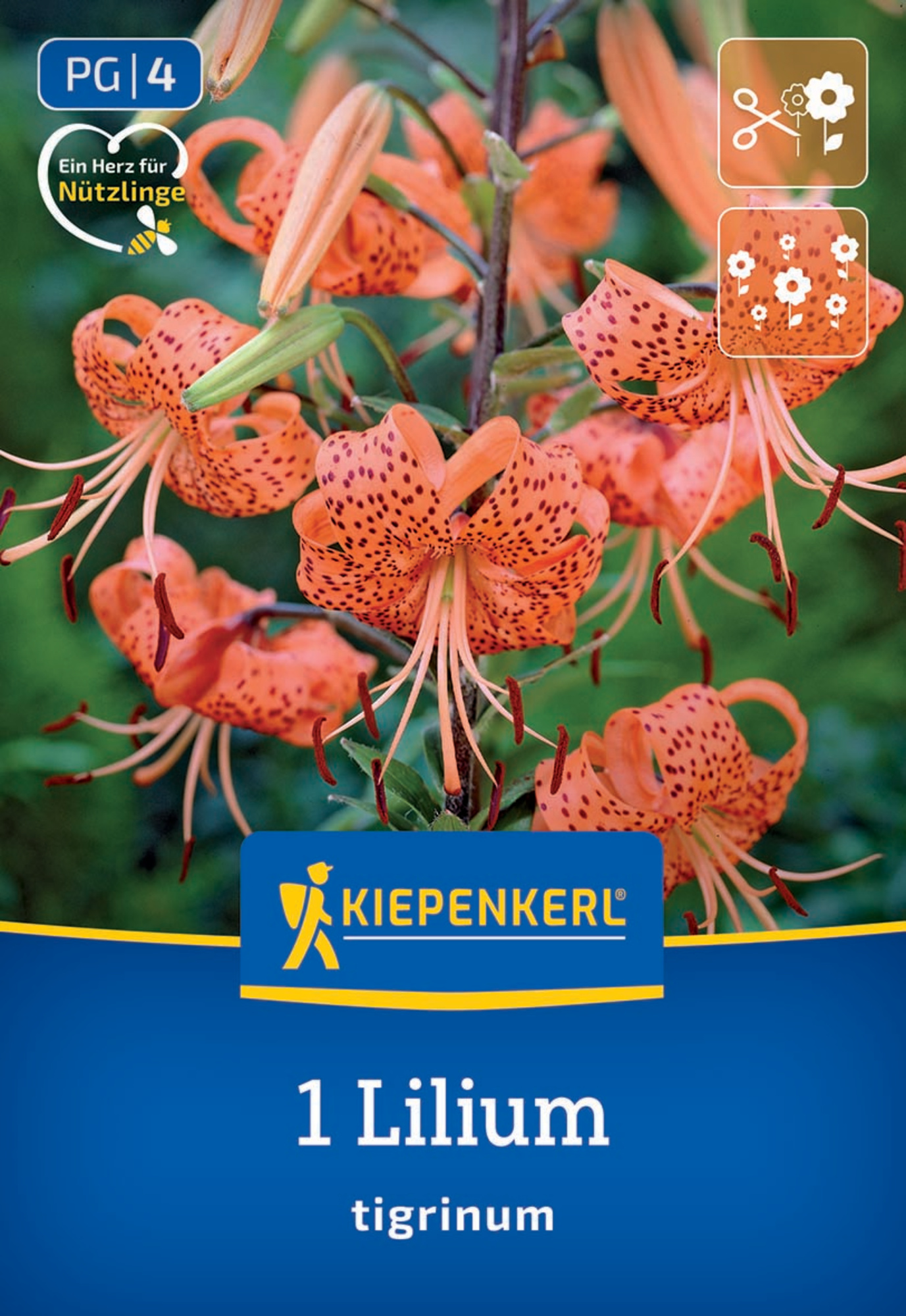Kiepenkerl Frühjahrsblumenzwiebel Tigerlilie Lilium tigrinum 1 Stück