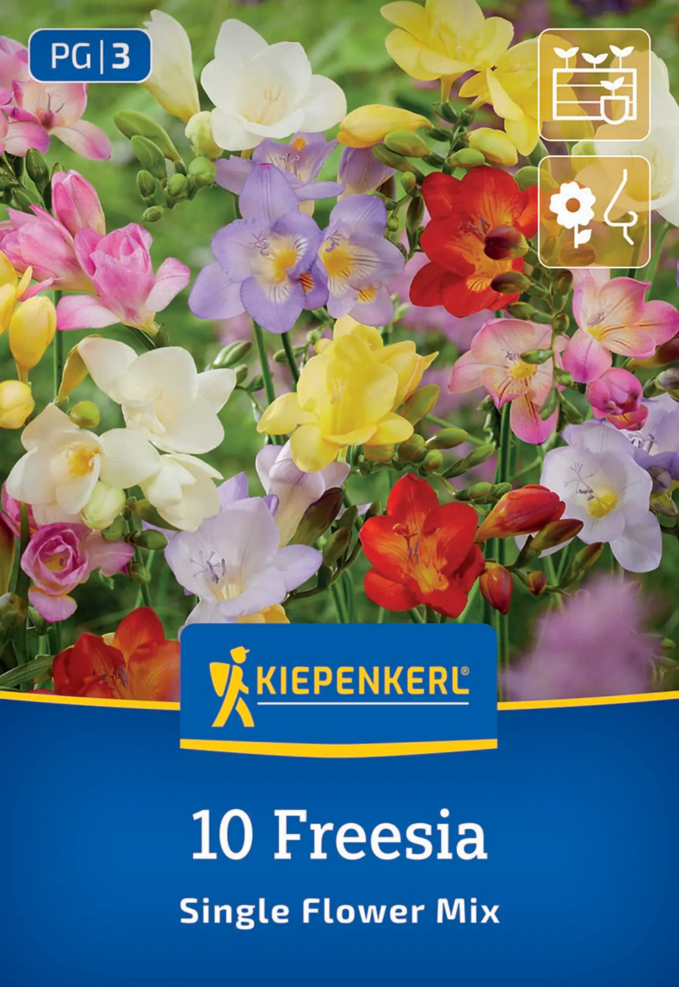 Kiepenkerl Frühjahrsblumenzwiebel Freesien Mischung ungefüllte Blüte 10 Stück