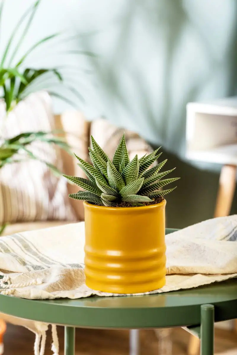 Sukkulente Haworthie Spider White H ca. 15 cm 12 cm Topf