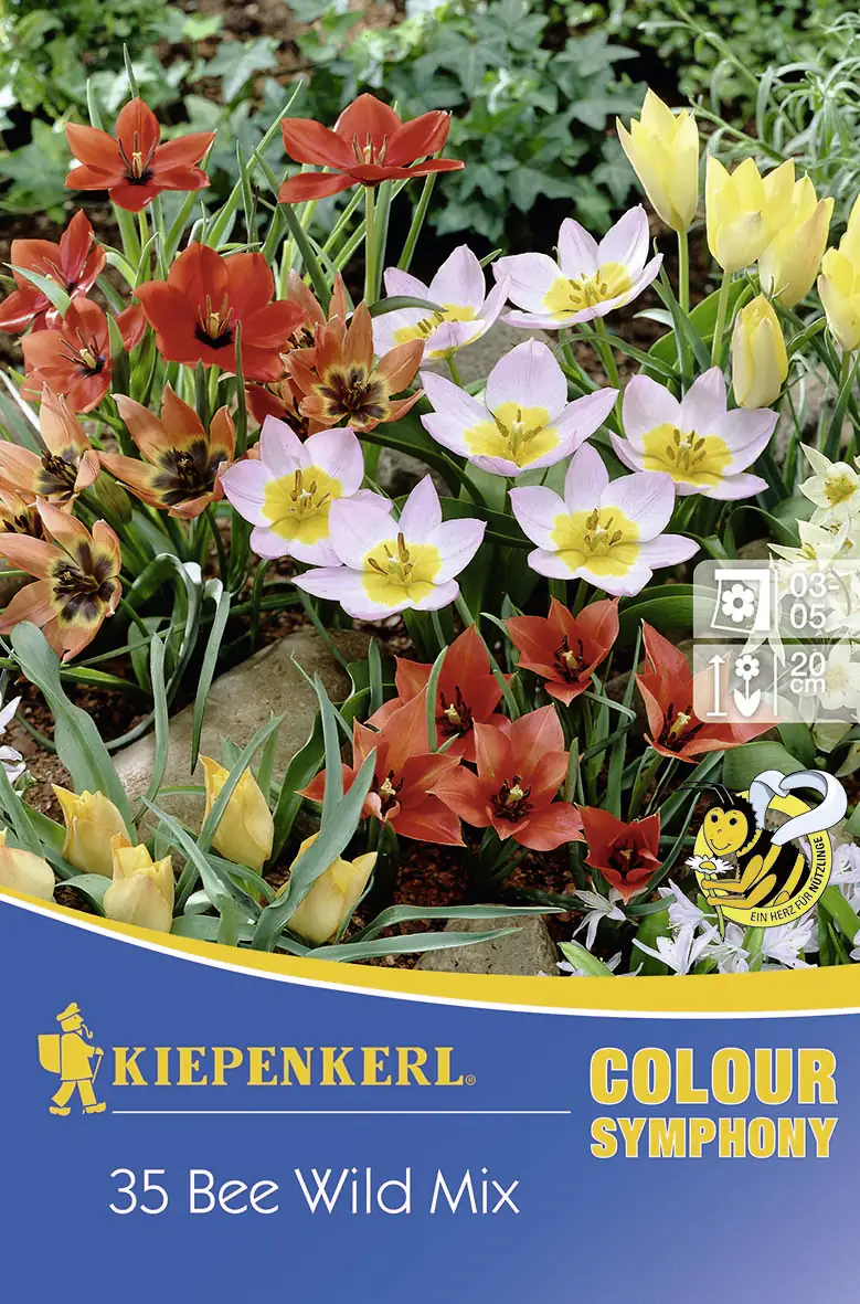 Kiepenkerl Colour Symphony Bee Wild Mix Tulipa x Hybrida