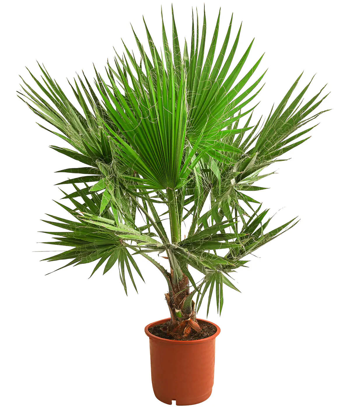 Fächerpalme Washingtonia Robusta H ca 150-160 cm  30 cm Topf Fächerpalme Washingtonia Robusta H ca 150-160 cm  30 cm Topf