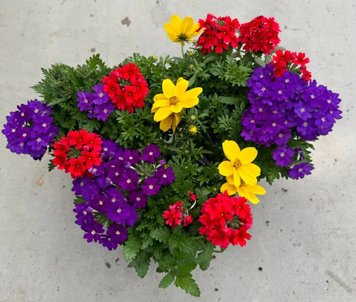 Gattungsmix Verbene Eisenkraut  12 cm Gattungsmix Verbene Eisenkraut  12 cm