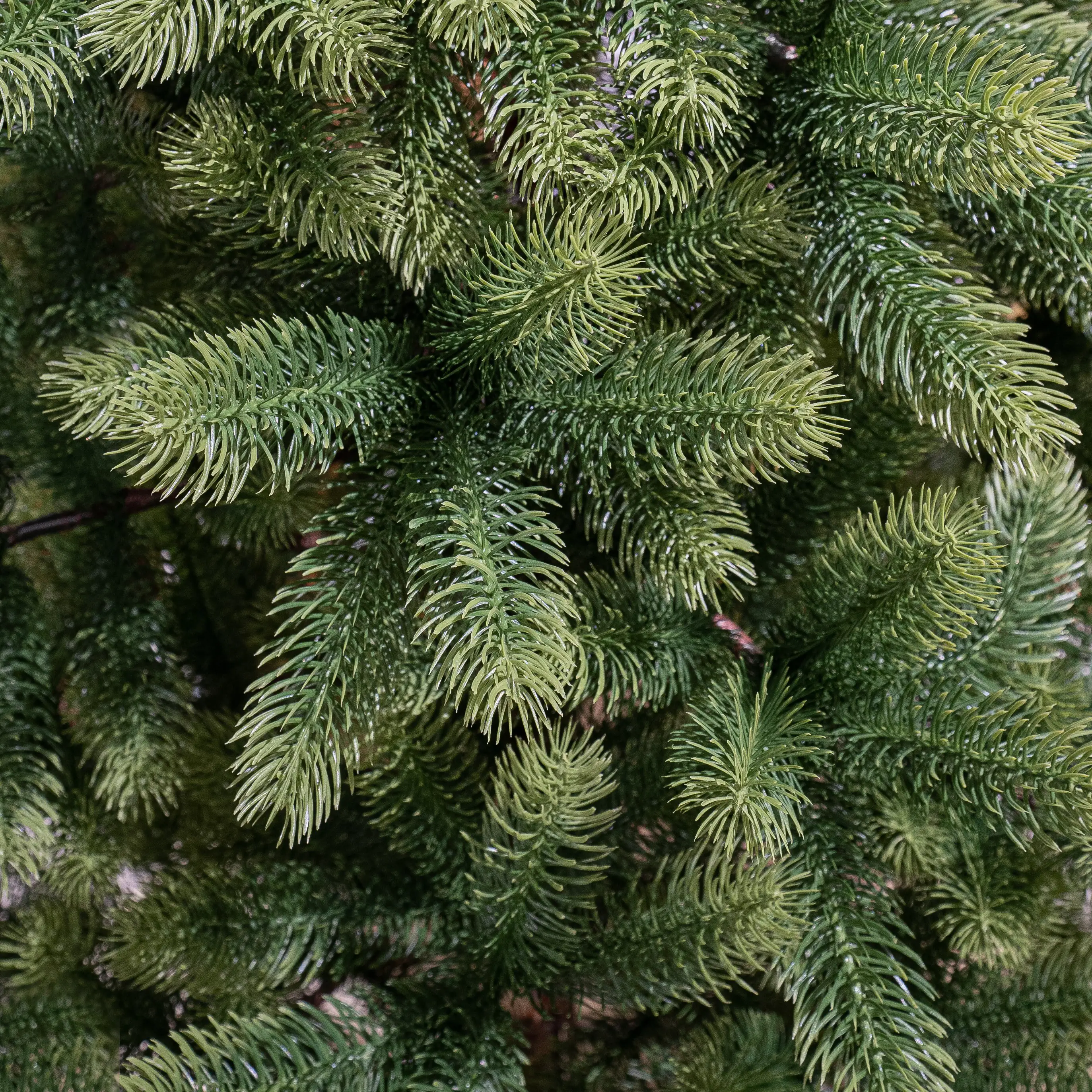 Black Box Trees Weihnachtsbaum Nagoya grün 210 cm Black Box Trees Weihnachtsbaum Nagoya grün 210 cm