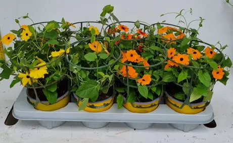 Thunbergia alata Schwarzäugige Susanne im 13 cm Topf