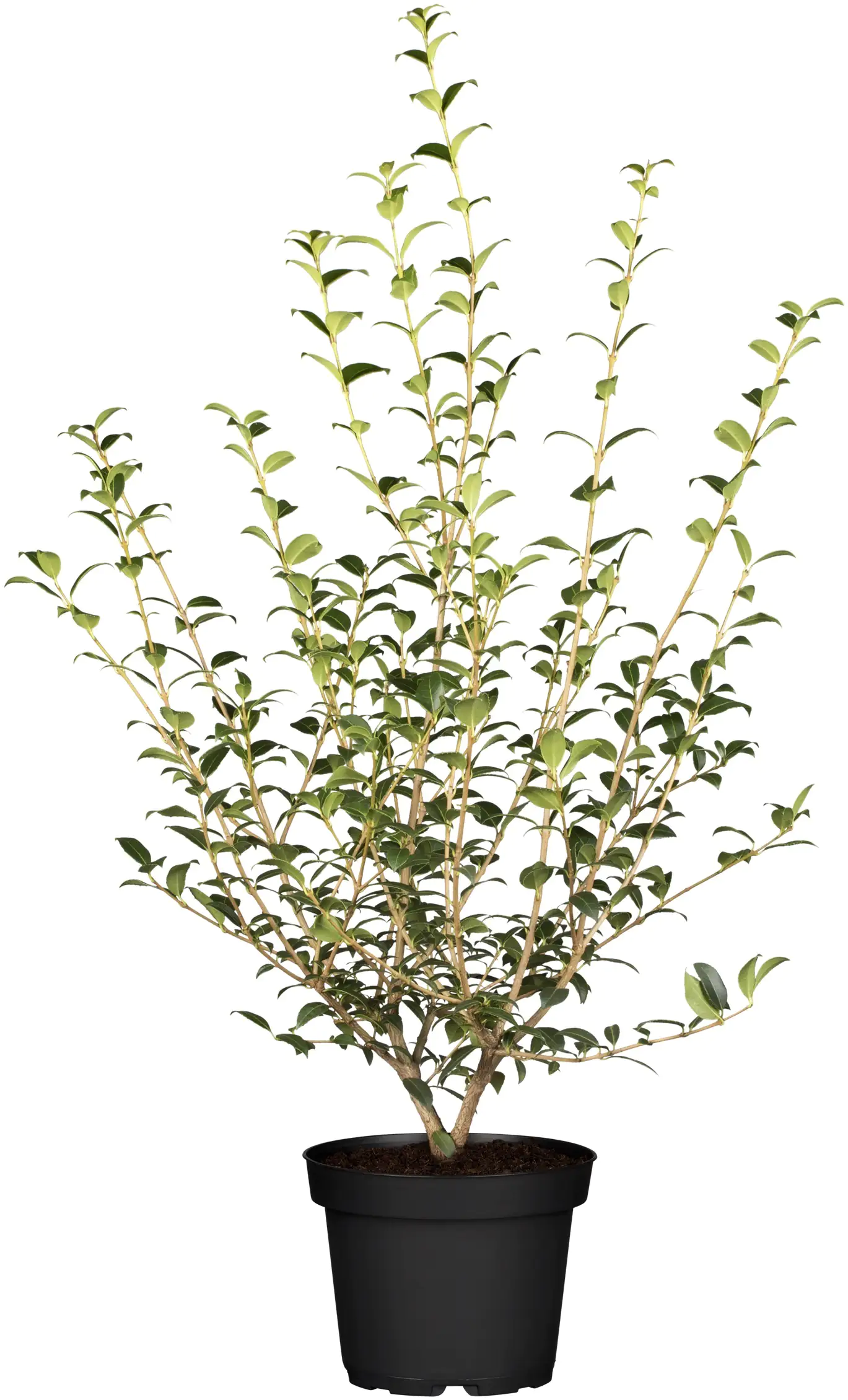 Frühlingsduftblüte Osmanthus Burkwoodii H 140 - 160 cm, 15 Stück Frühlingsduftblüte Osmanthus Burkwoodii H 140 - 160 cm, 15 Stück
