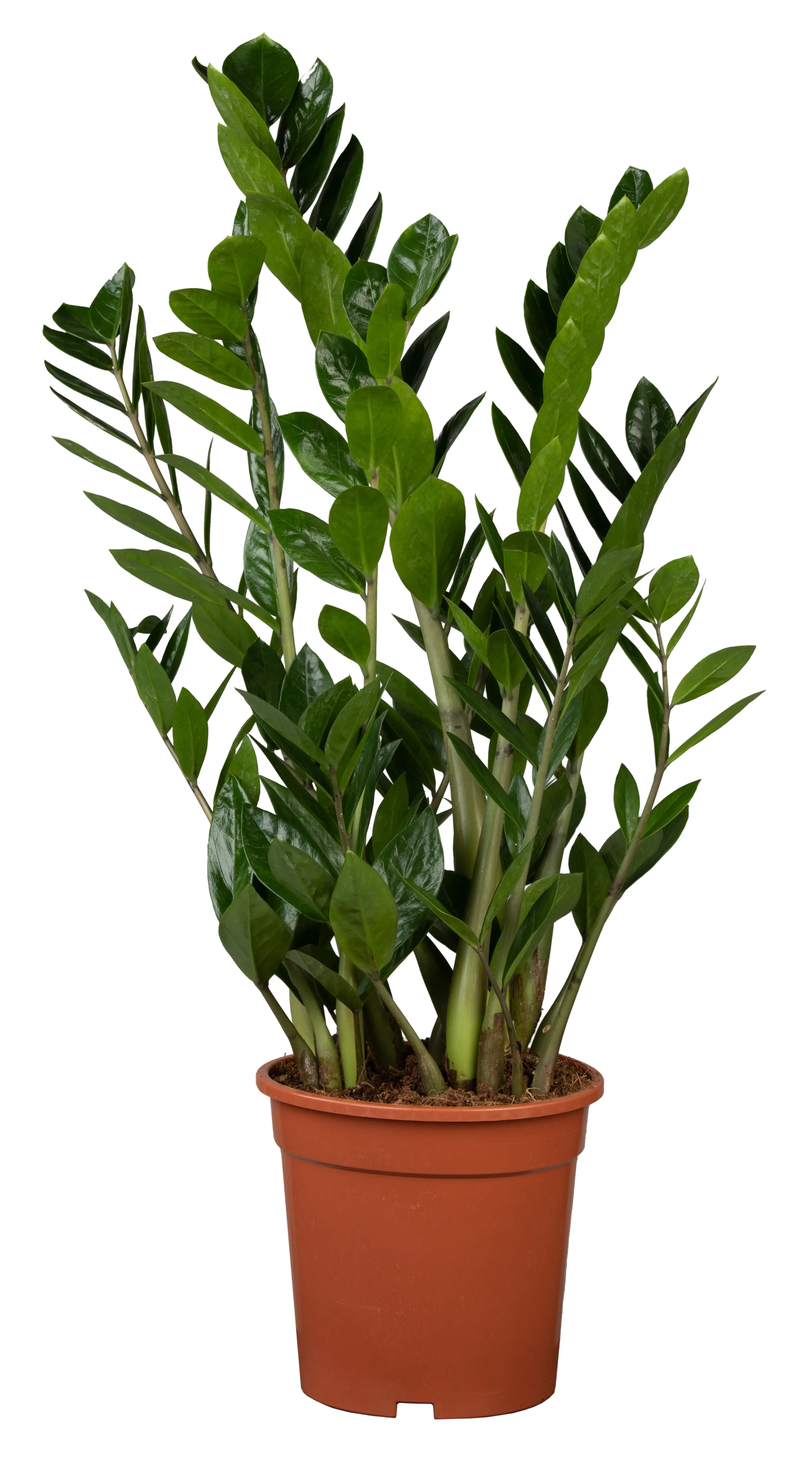 Zamioculcas Zamifolia Glücksfeder 95 cm 21 cm Topf