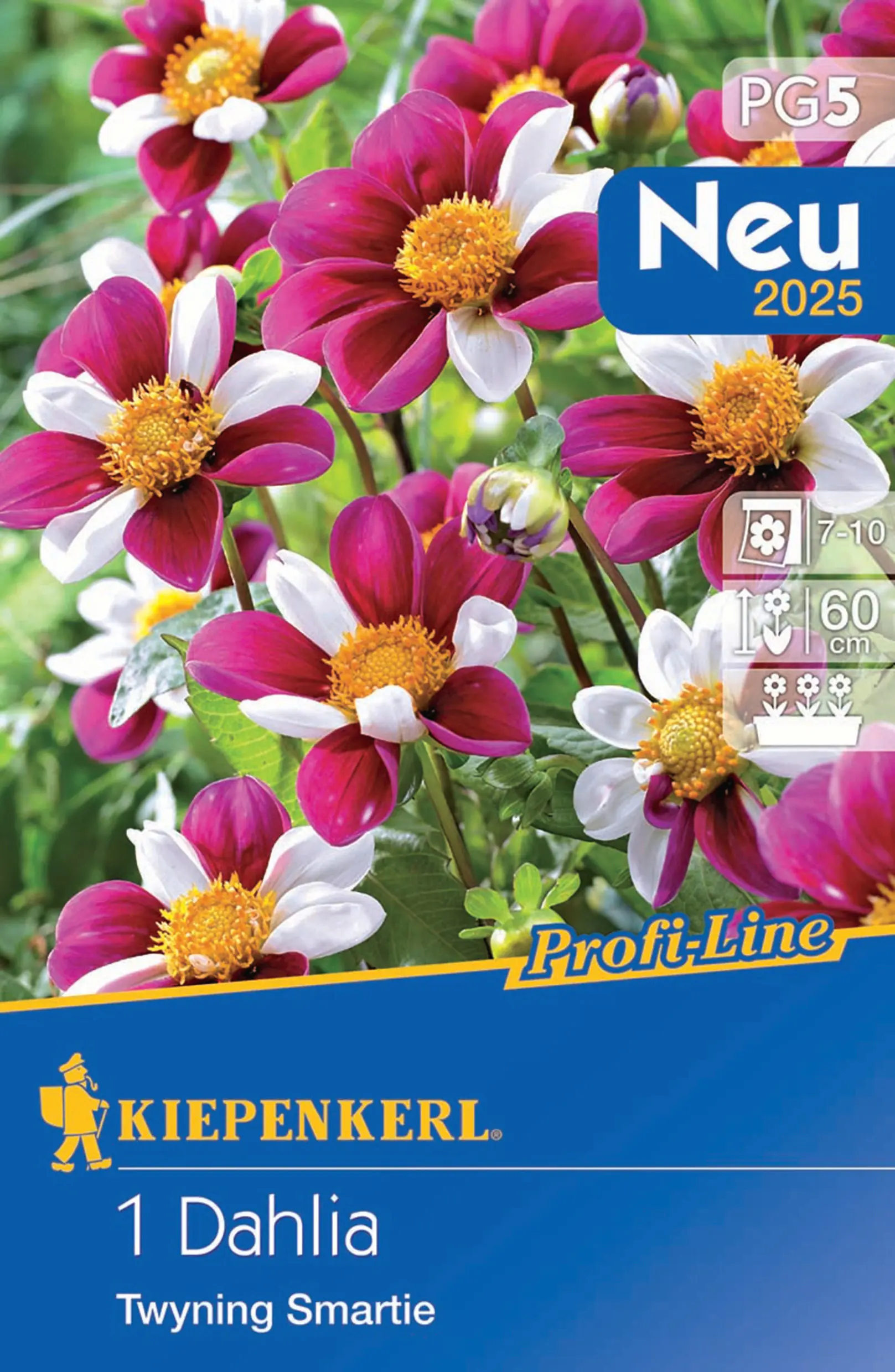 Kiepenkerl Frühjahrsblumenzwiebel Dahlie Twyning Smartie 1 Stück