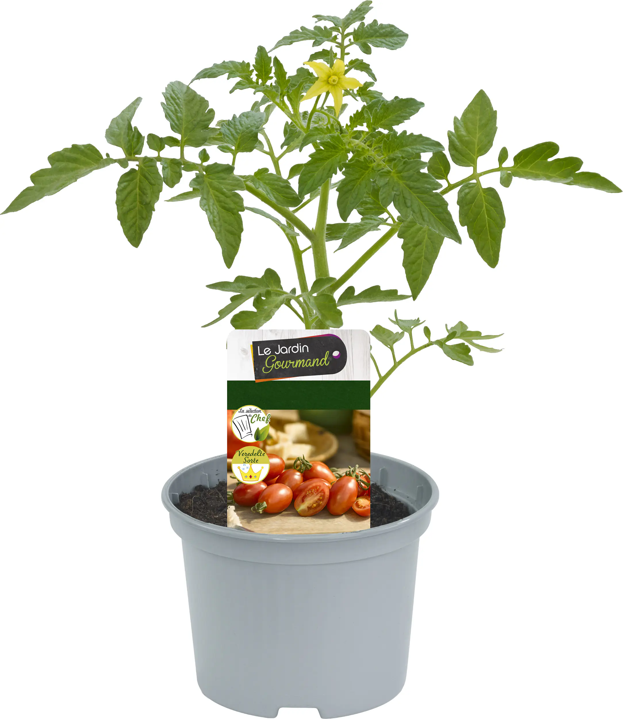 Resistente Gemüsepflanzen Cherryomate Solanum lycopersicum 12 cm Topf