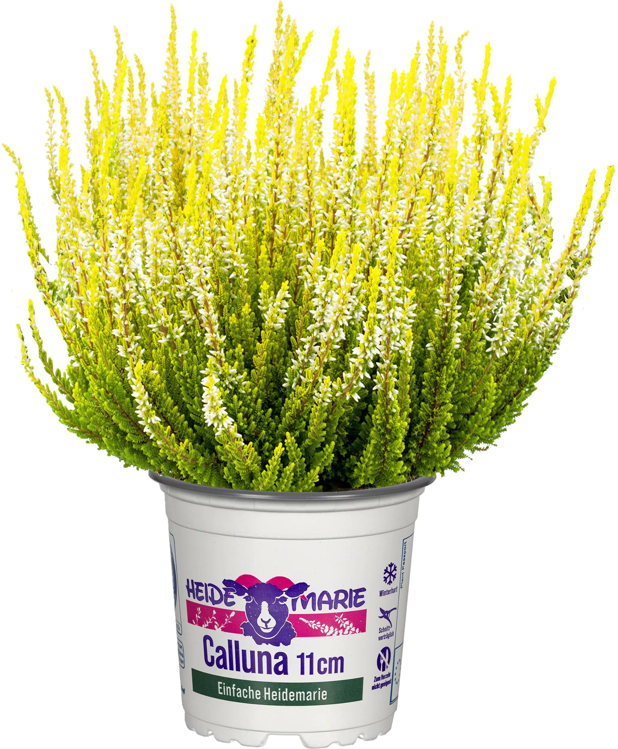 Heidemarie Calluna vulgaris die Einfache Heidemarie® H 12 - 15 cm P11 Container Heidemarie Calluna vulgaris die Einfache Heidemarie® H 12 - 15 cm P11 Container