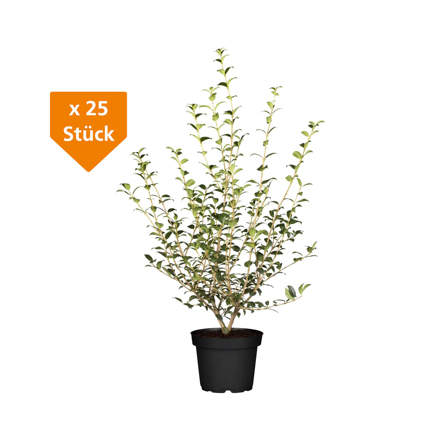 Frühlingsduftblüte Osmanthus Burkwoodii H 60 - 80 cm, 25 Stück