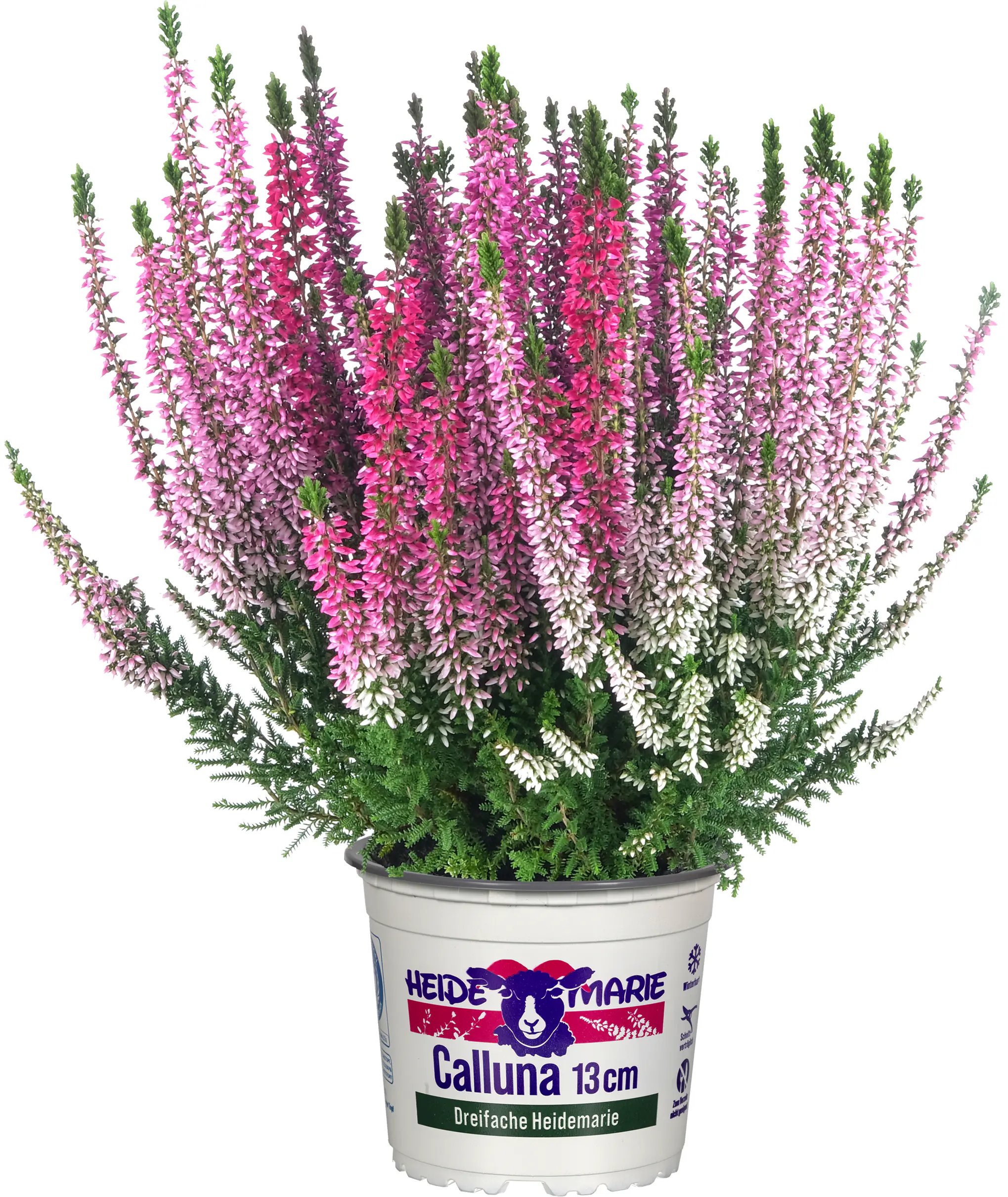 Heidemarie Calluna vulgaris die Dreifache Heidemarie®  H 15 - 25 cm P13 Container