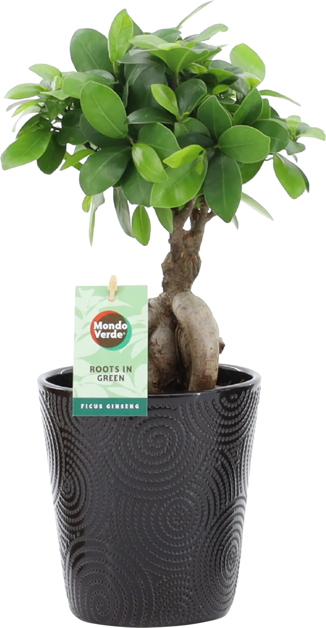 chinesischer Feigenbaum Ficus microcarpa Ginseng im Infinity Keramiktopf 13 cm