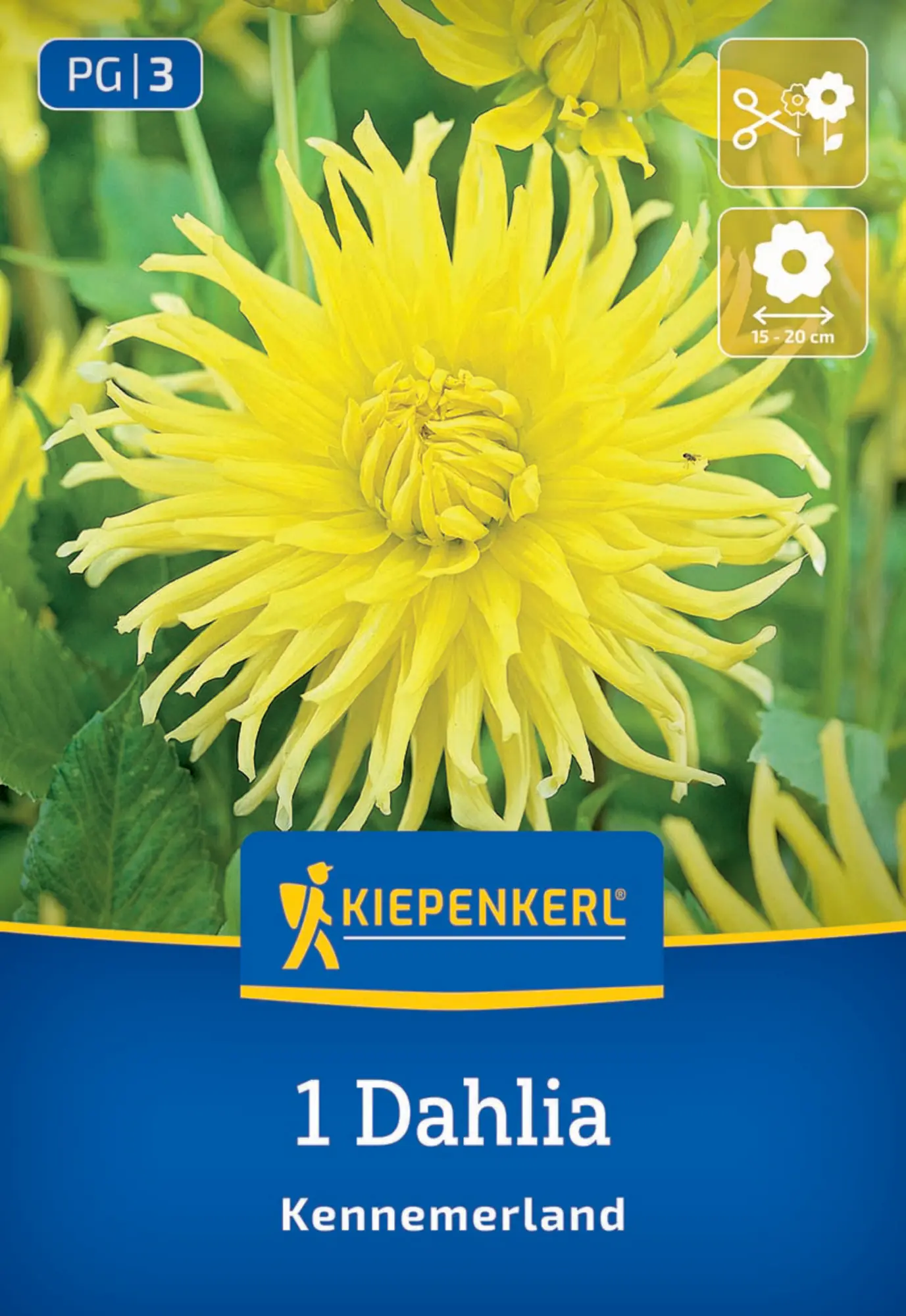 Kiepenkerl Frühjahrsblumenzwiebel Kaktus-Dahlie Kennemerland 1 Stück