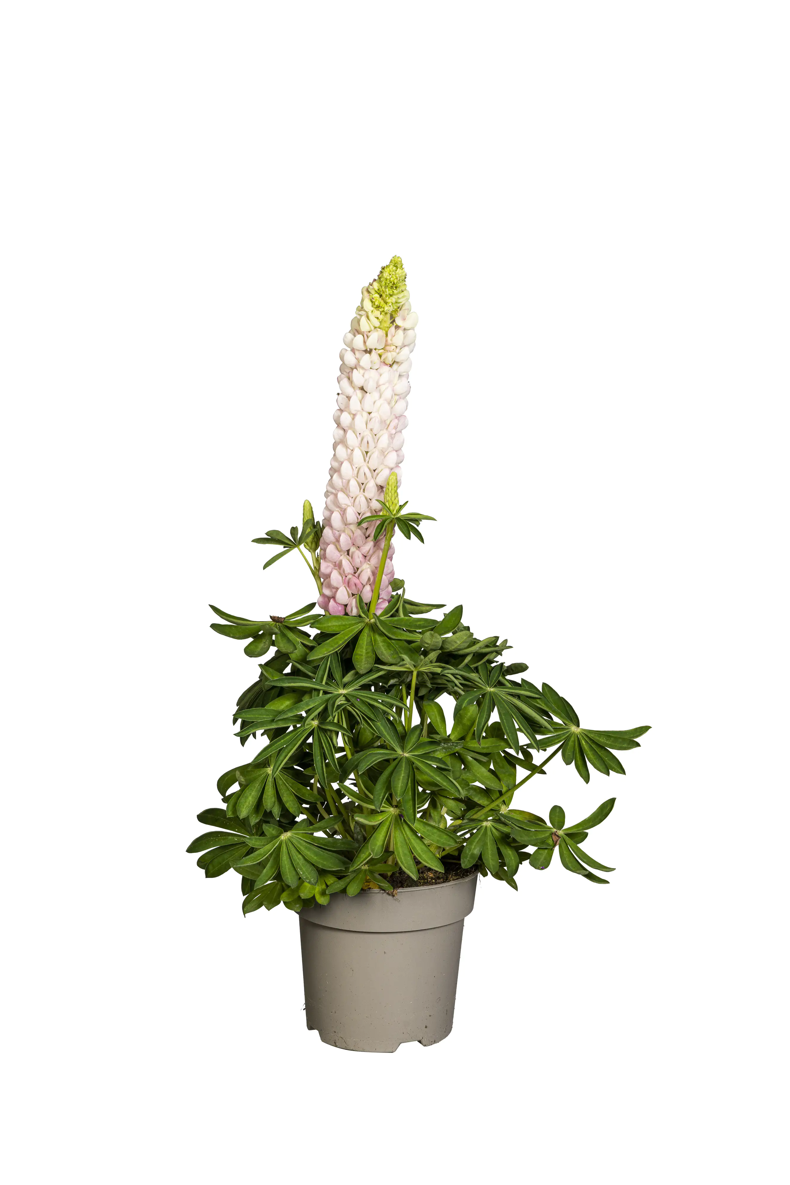 Lupine Lupinus polyphyllus Westcountry 19 cm Topf