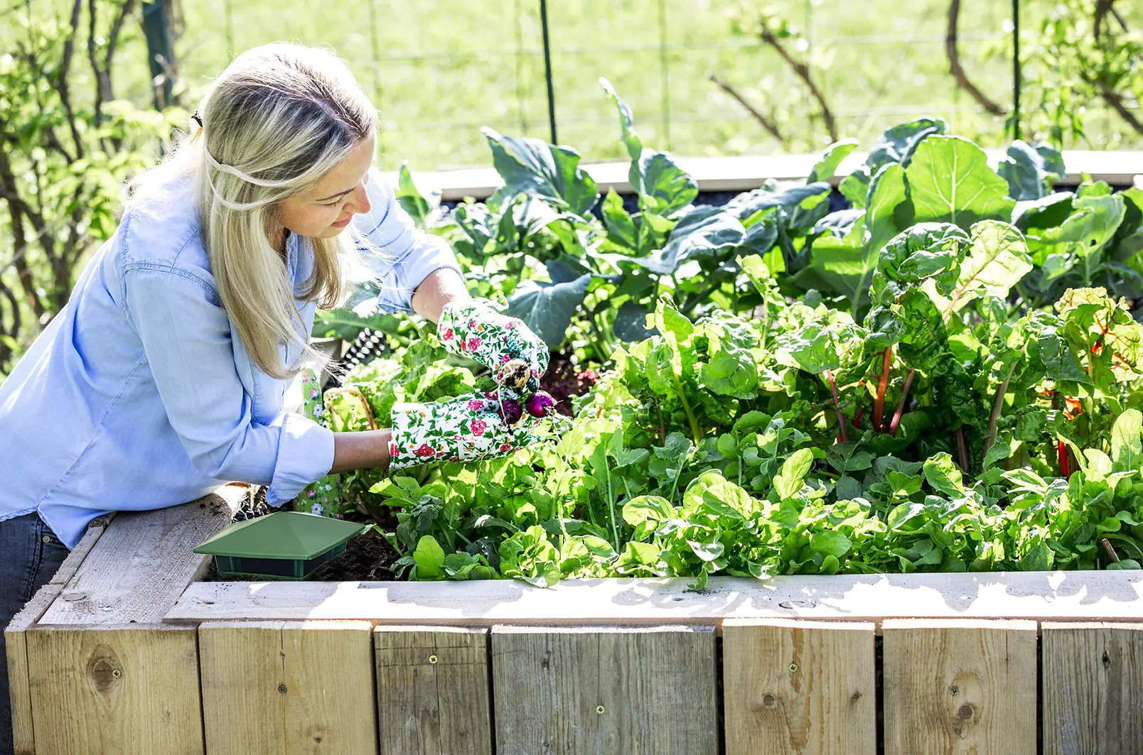 Inno Schneckenfalle grün 2 Stück