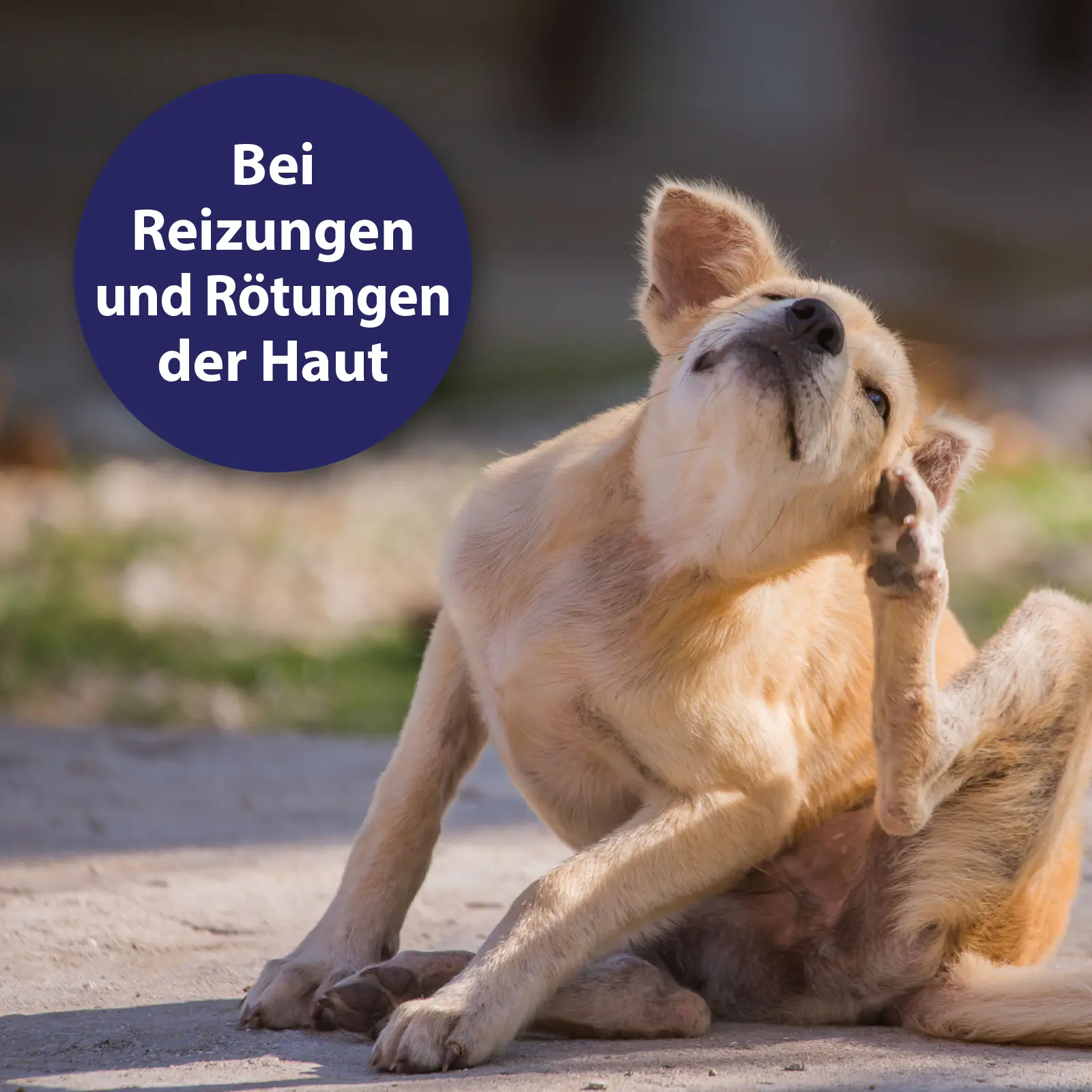 Canospet Hautpflegespray für Hunde 250 ml