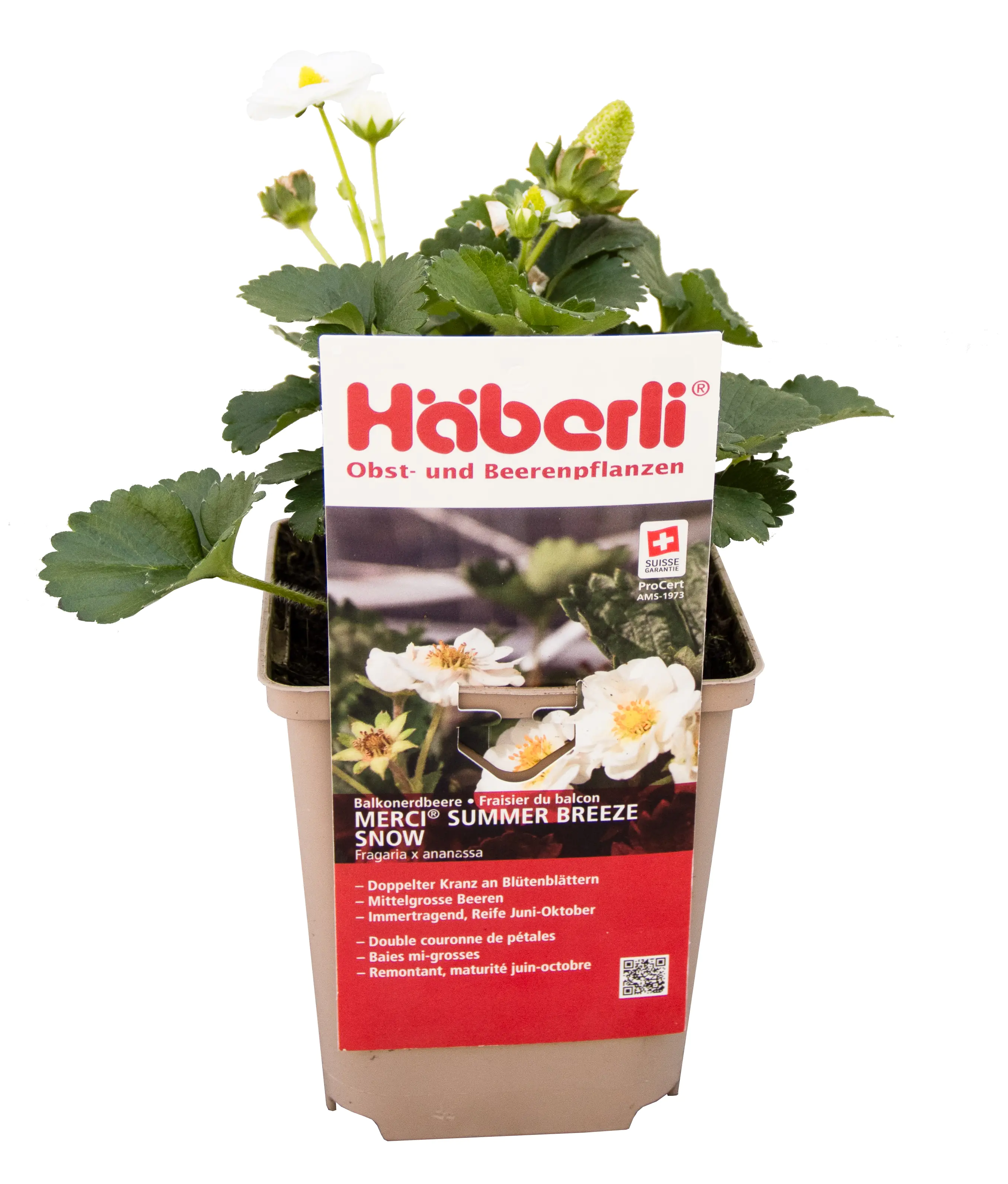 Fragaria × ananassa Summer Breeze Snow Häberli-Erdbeere 1 L Fragaria × ananassa Summer Breeze Snow Häberli-Erdbeere 1 L