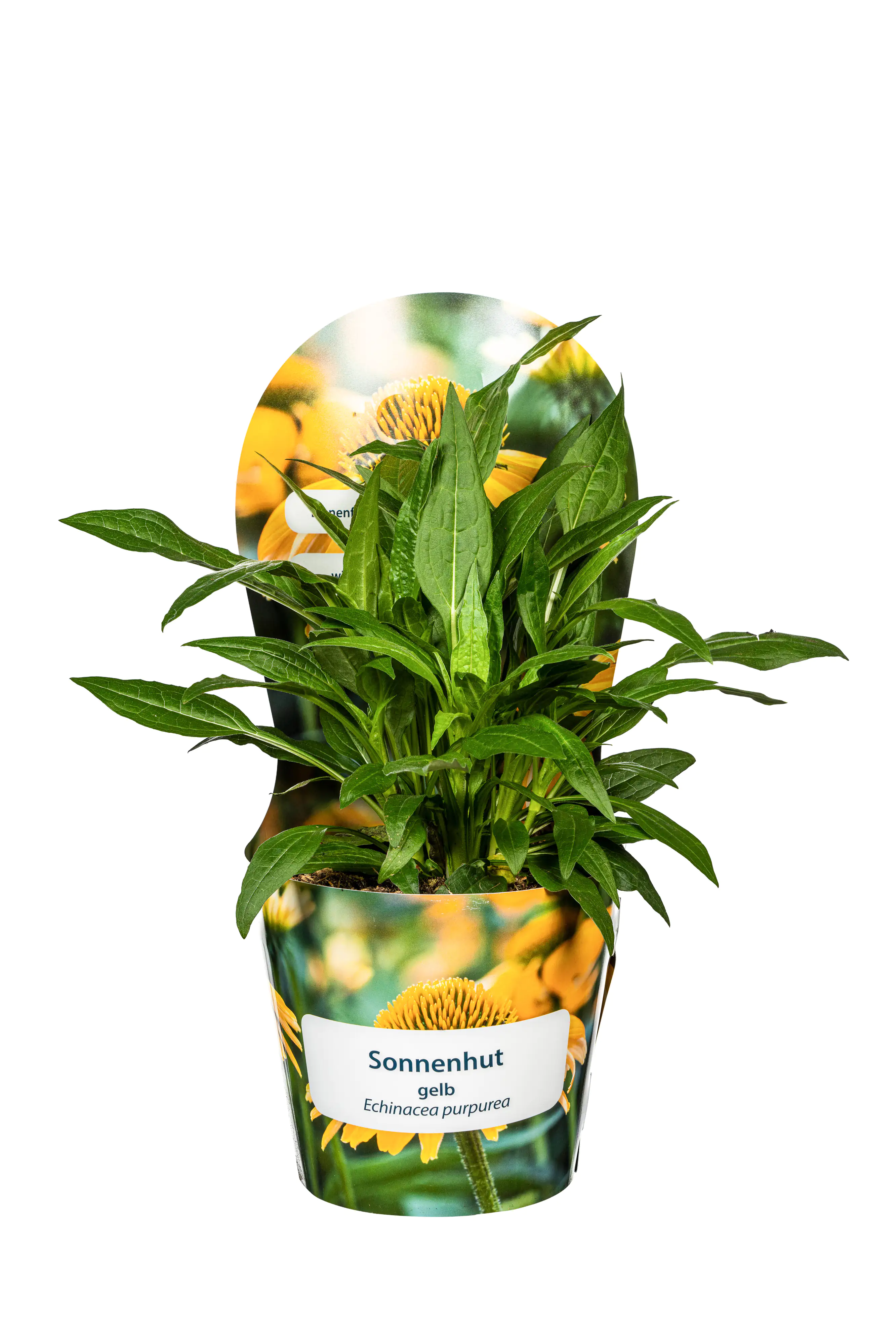 Sonnenhut Echinacea purpurea 19 cm Topf