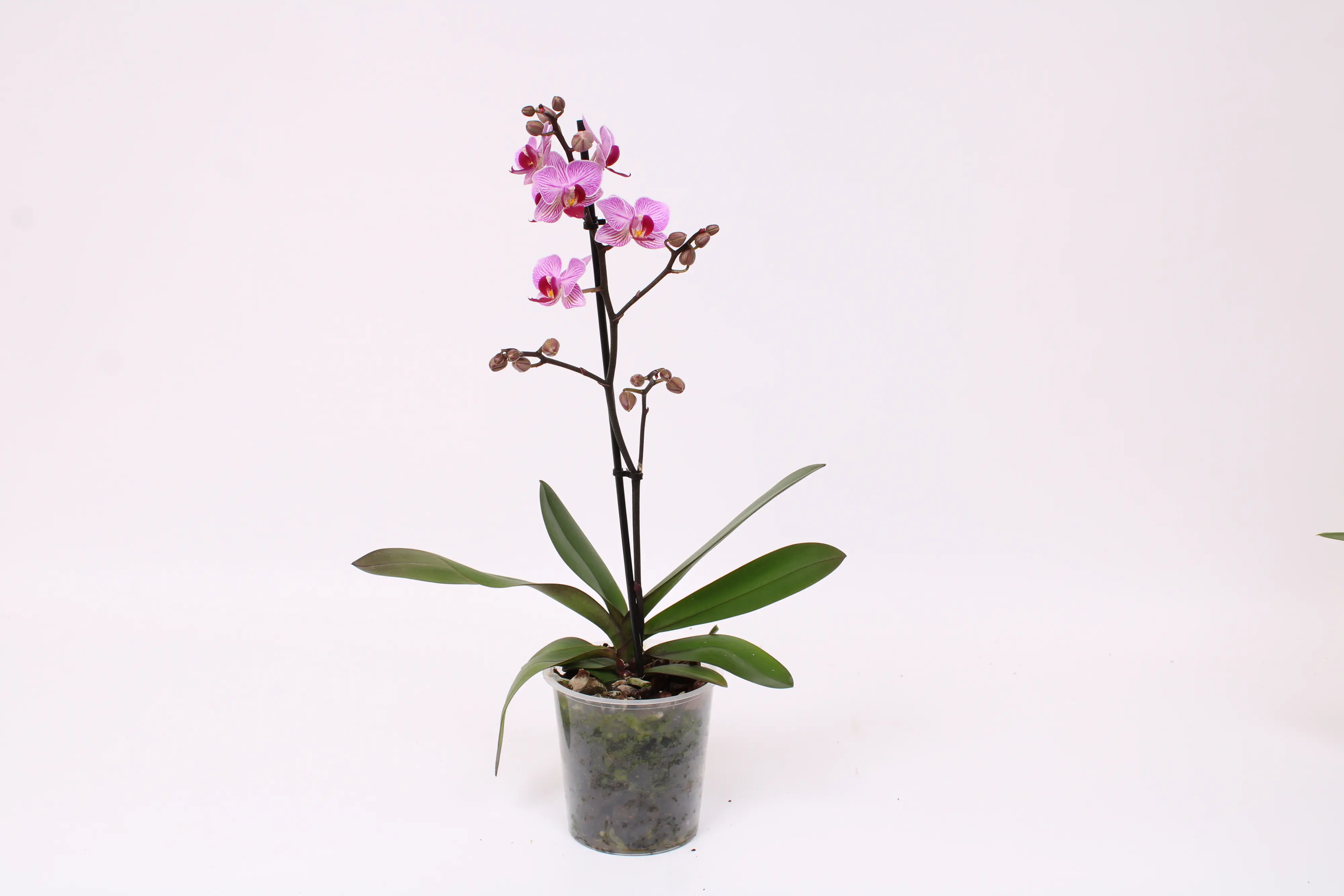 Orchidee, Phalaenopsis Multiflora 1 Trieber 12 cm Topf