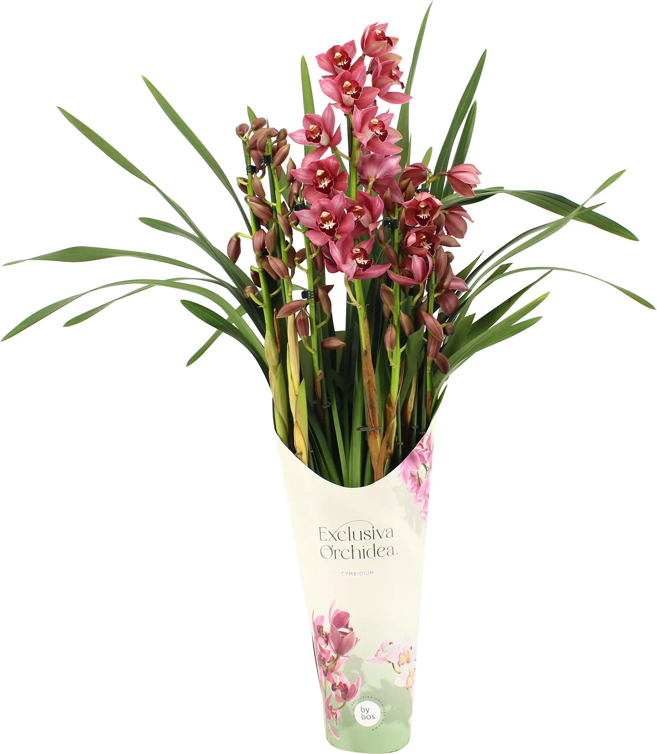 Kahnorchidee Cymbidium 12 cm Topf inkl. Topfcover