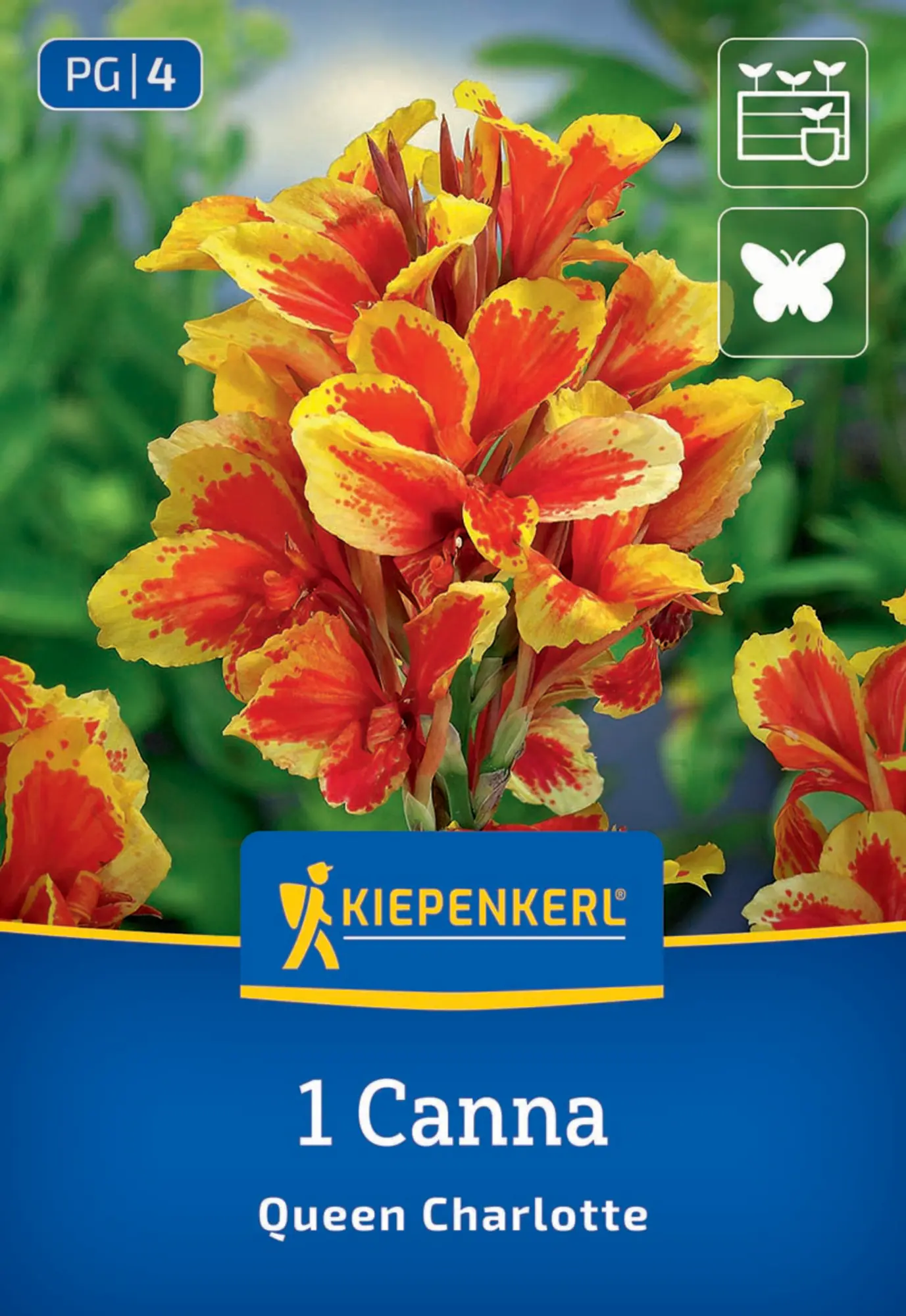 Kiepenkerl Frühjahrsblumenzwiebel Blumenrohr Queen Charlotte 1 Stück