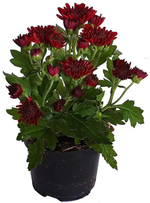 Chrysantheme Garden Mums 12 cm Topf Chrysantheme Garden Mums 12 cm Topf