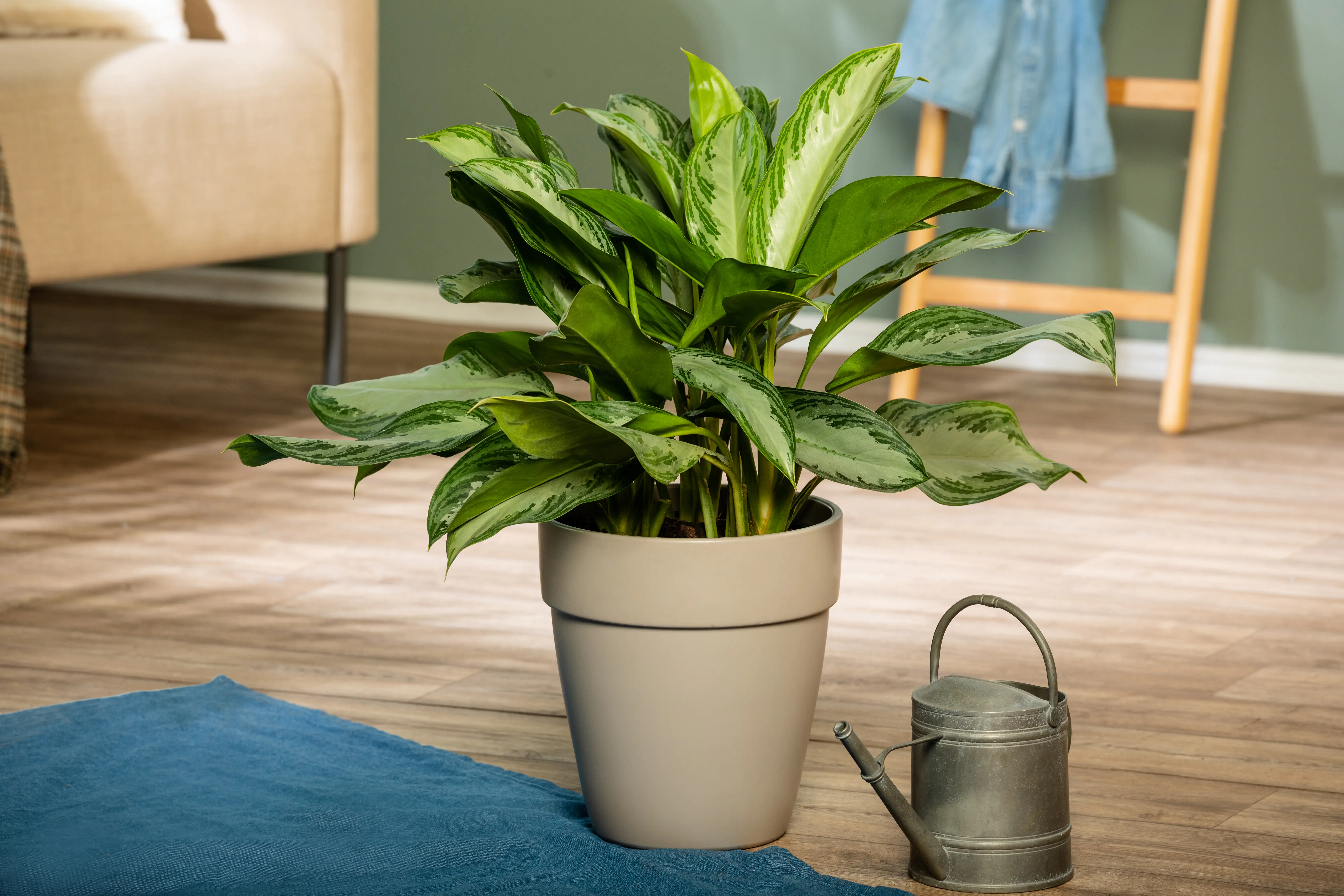 Kolbenfaden Aglaonema commutatum Silver Bay H ca. 60 cm 24 cm Topf 