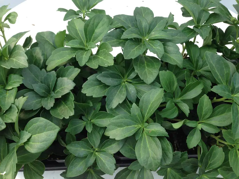 Dickmännchen 0,5 l Container