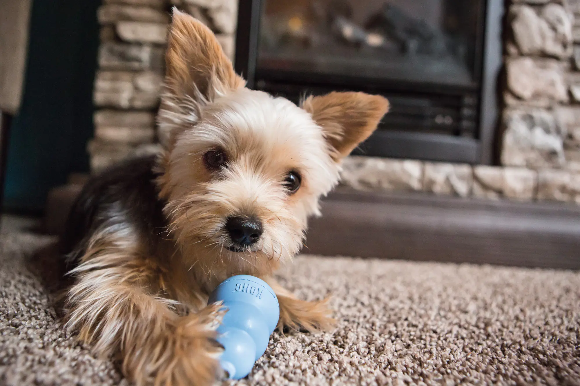 Kong Hundespielzeug Puppy 10 cm farblich sortiert
