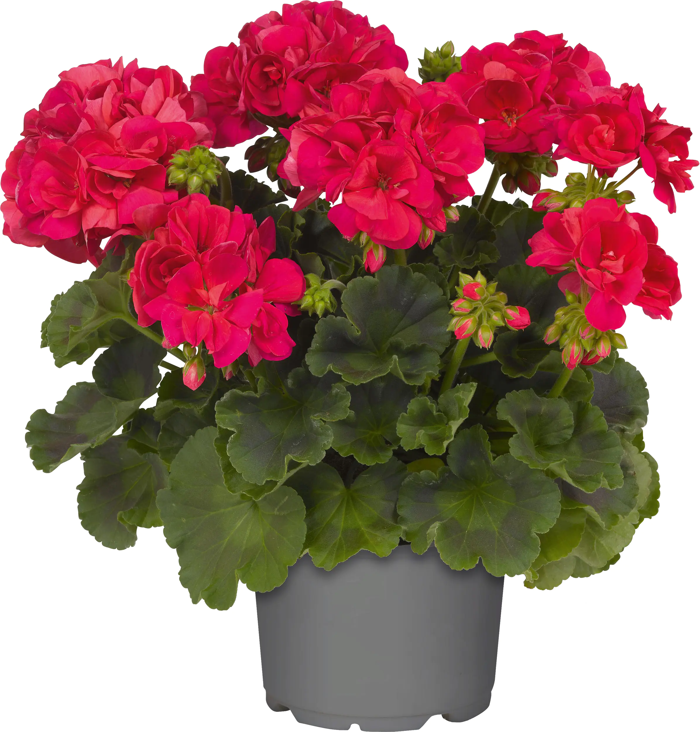 Geranie stehend Geranium zonale H ca 25 cm 1 L Container Geranie stehend Geranium zonale H ca 25 cm 1 L Container